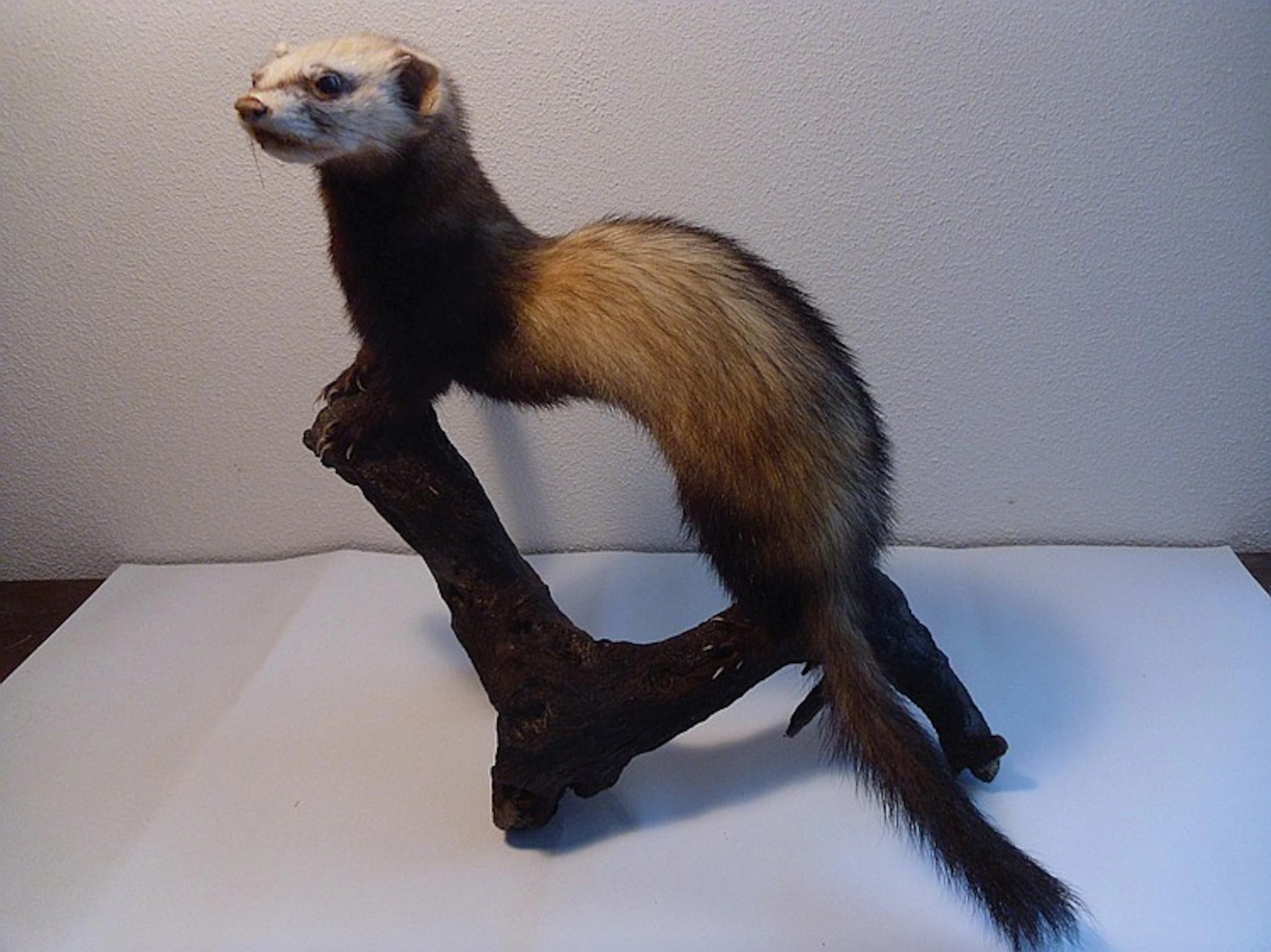 Furet (D): très beau spécimen récent présenté en station...