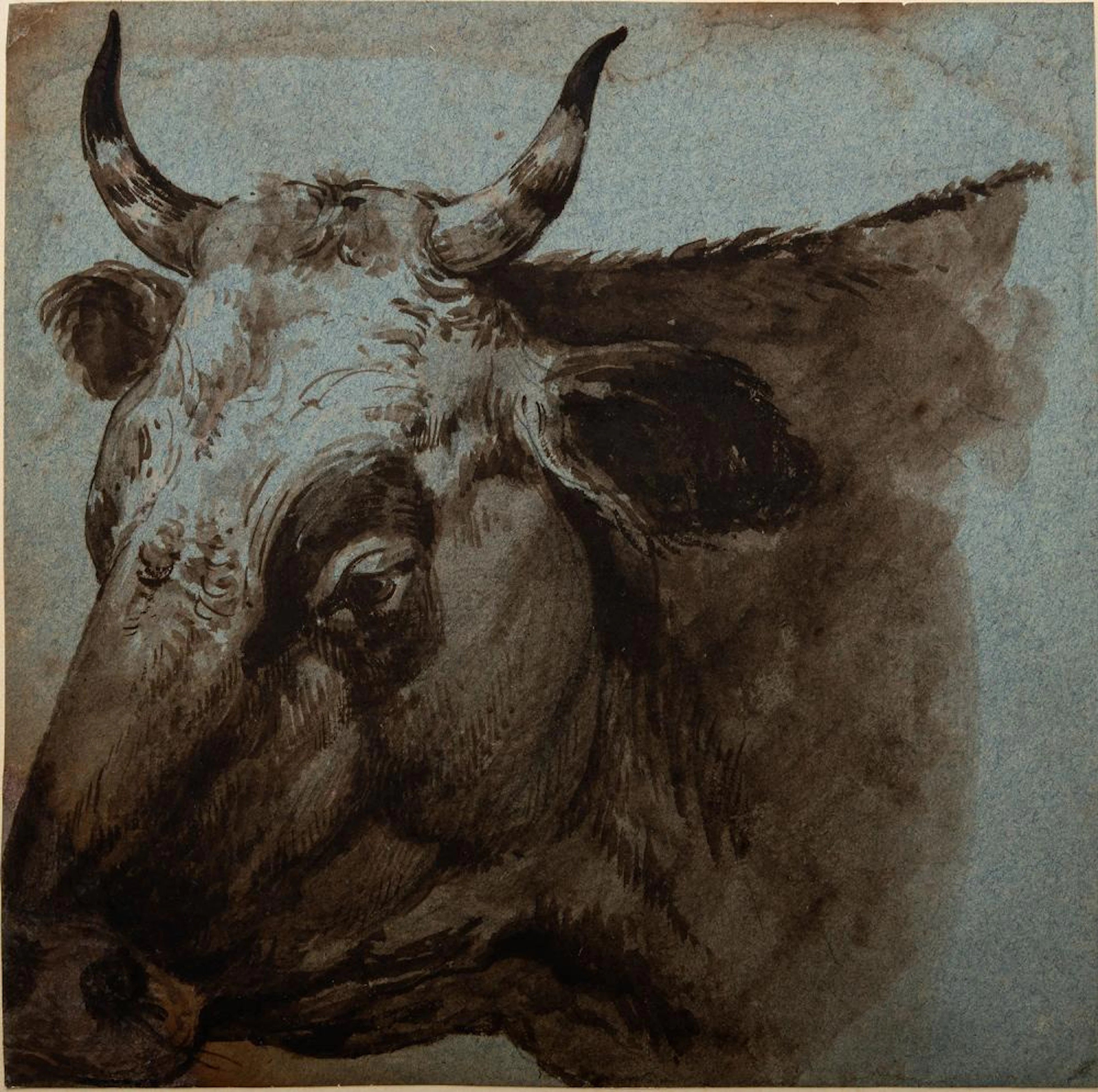 Dirck van Bergen (1645-1690), An Ox Head