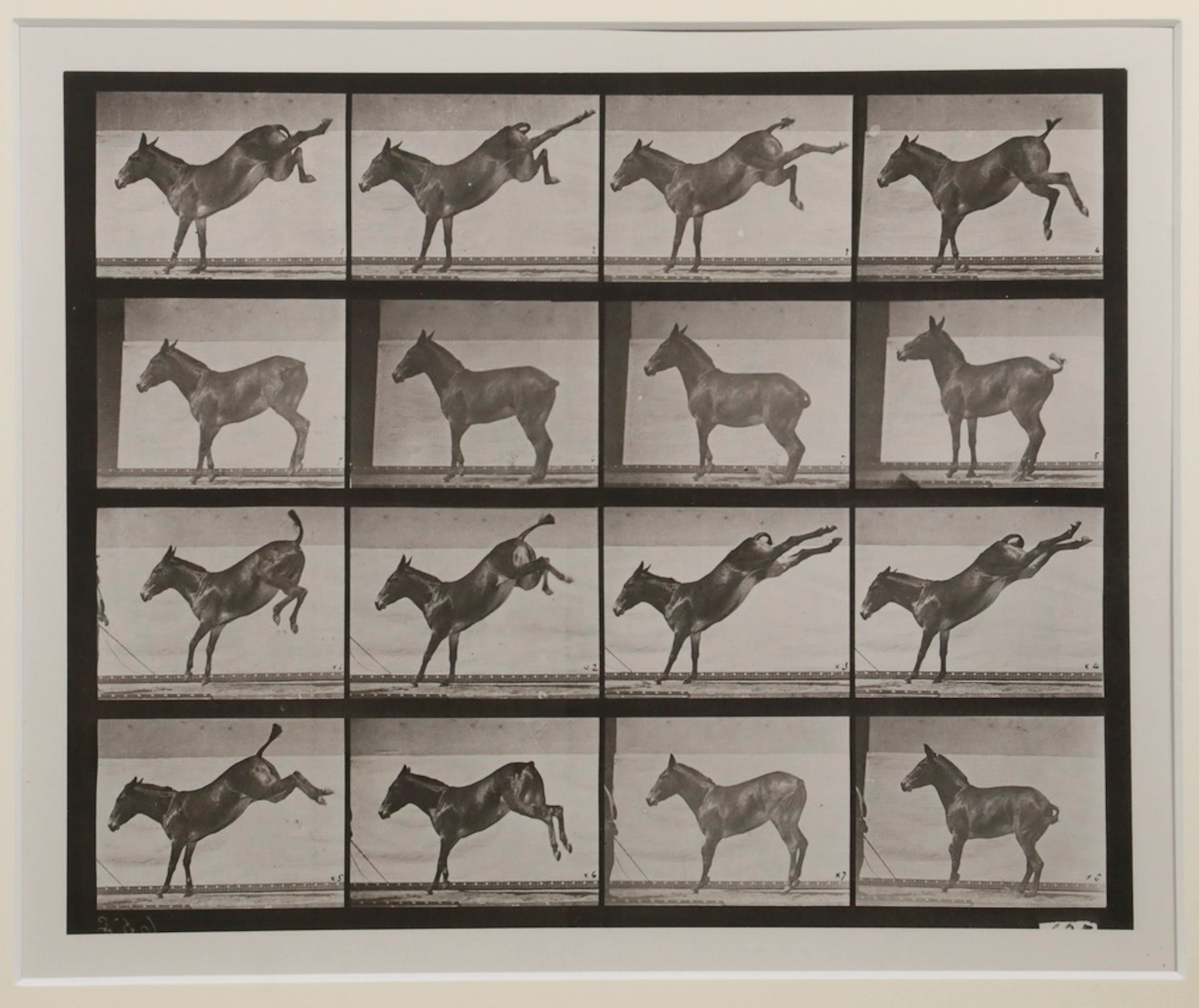 EDWARD MUYBRIDGE (CA/PA/UK, 1830-1904)