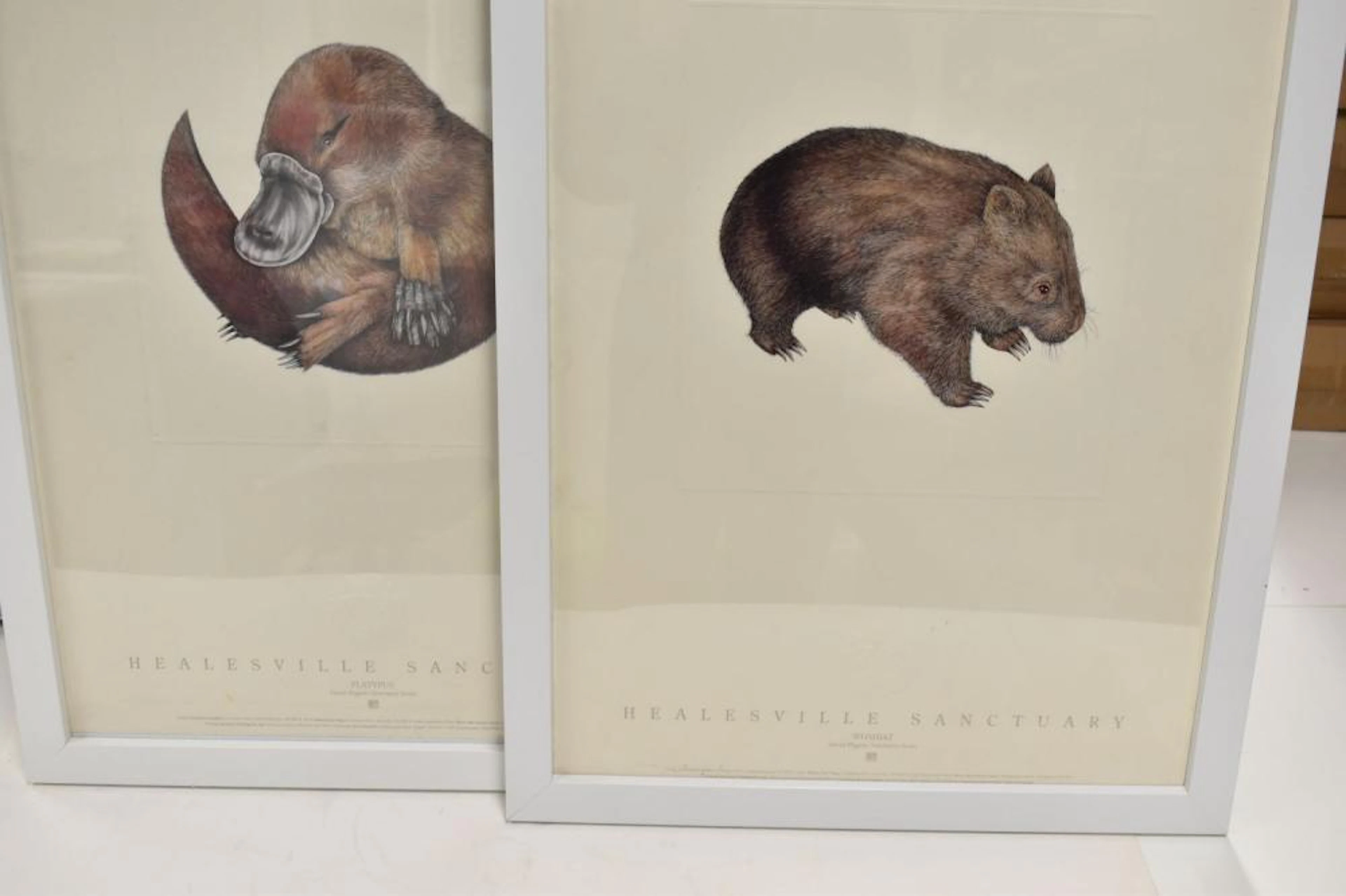 2 David Higgins Australian Animal Prints - for the...