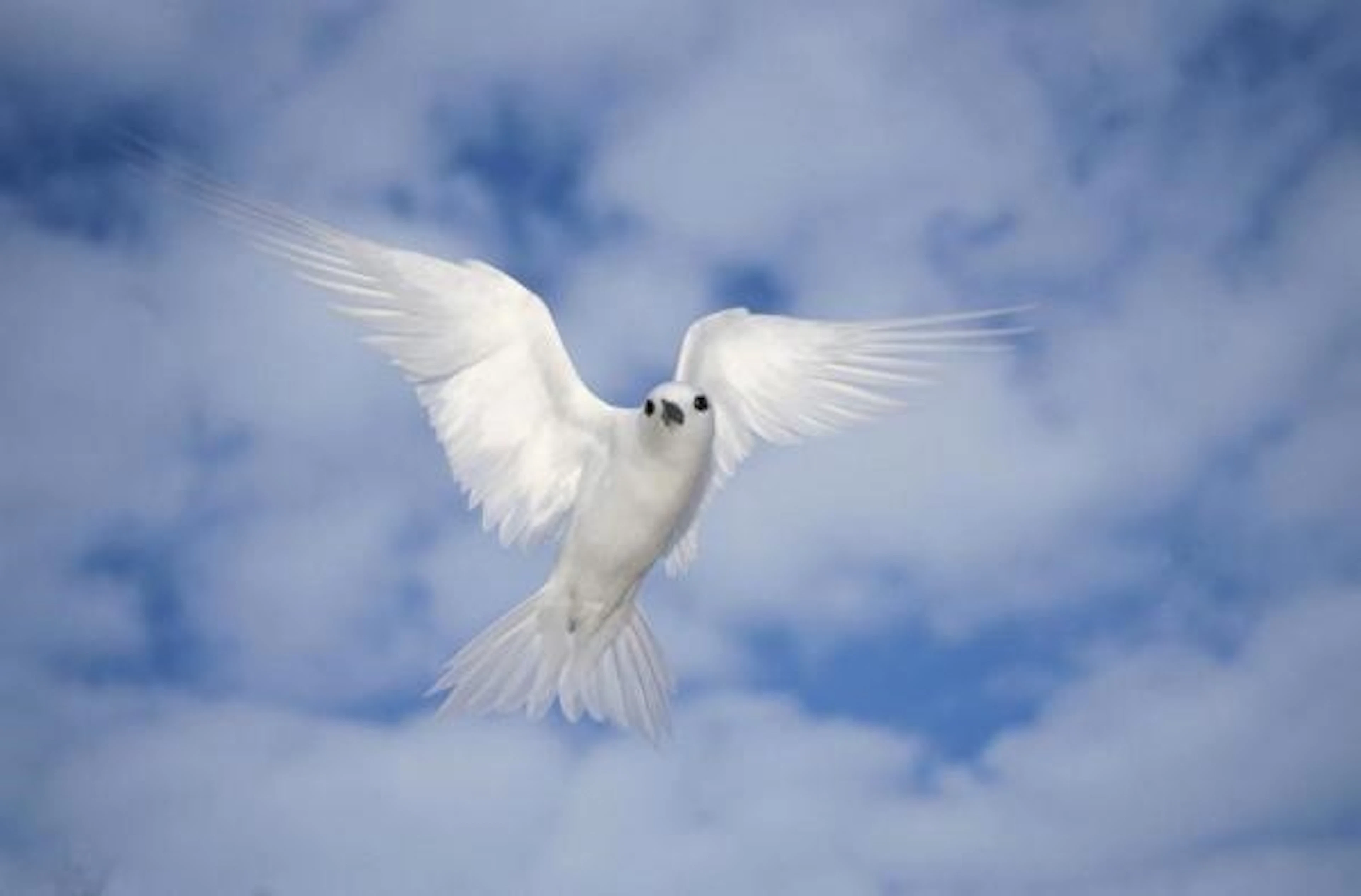 Tui De Roy - White Tern Also Known As Fairy Tern