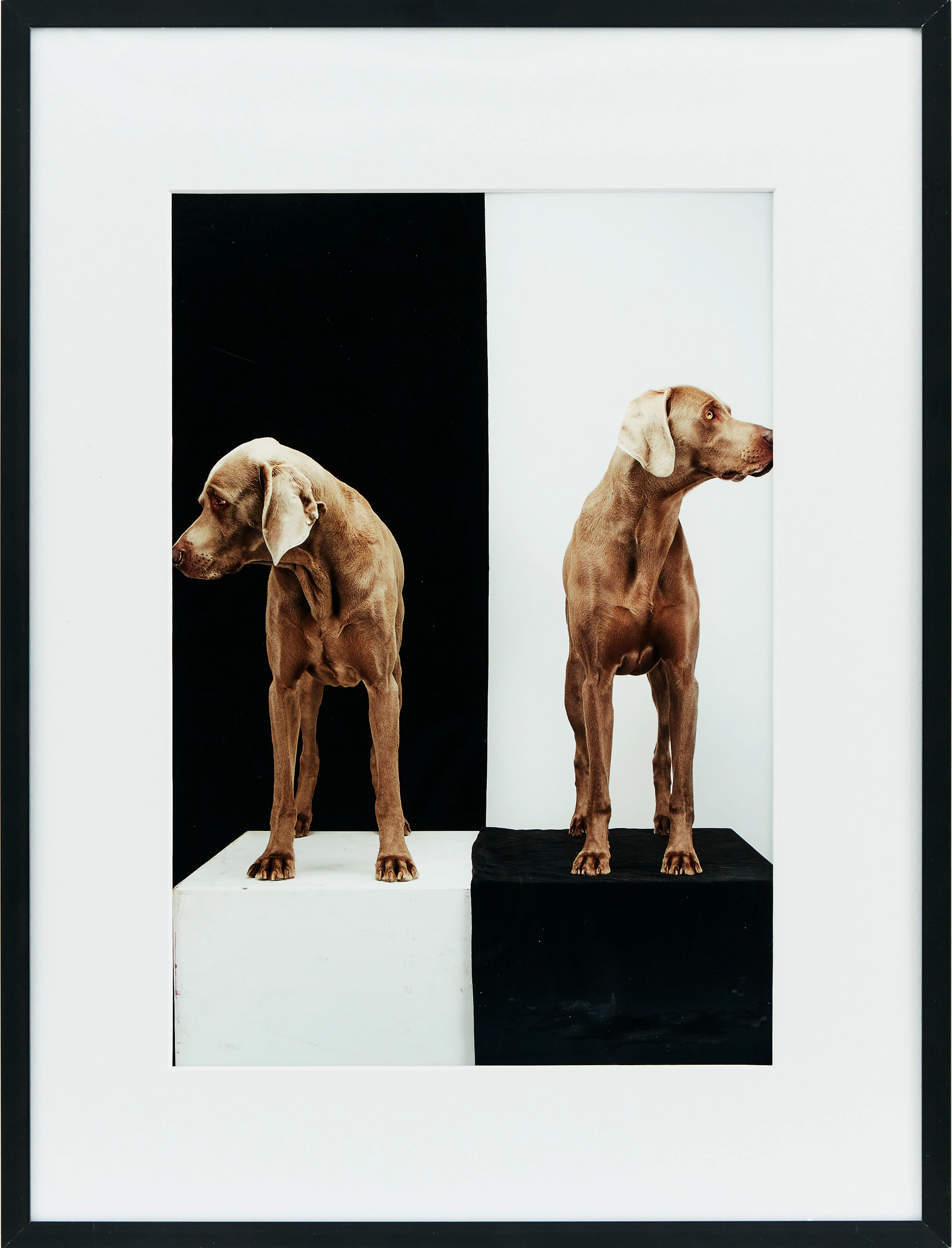 William Wegman