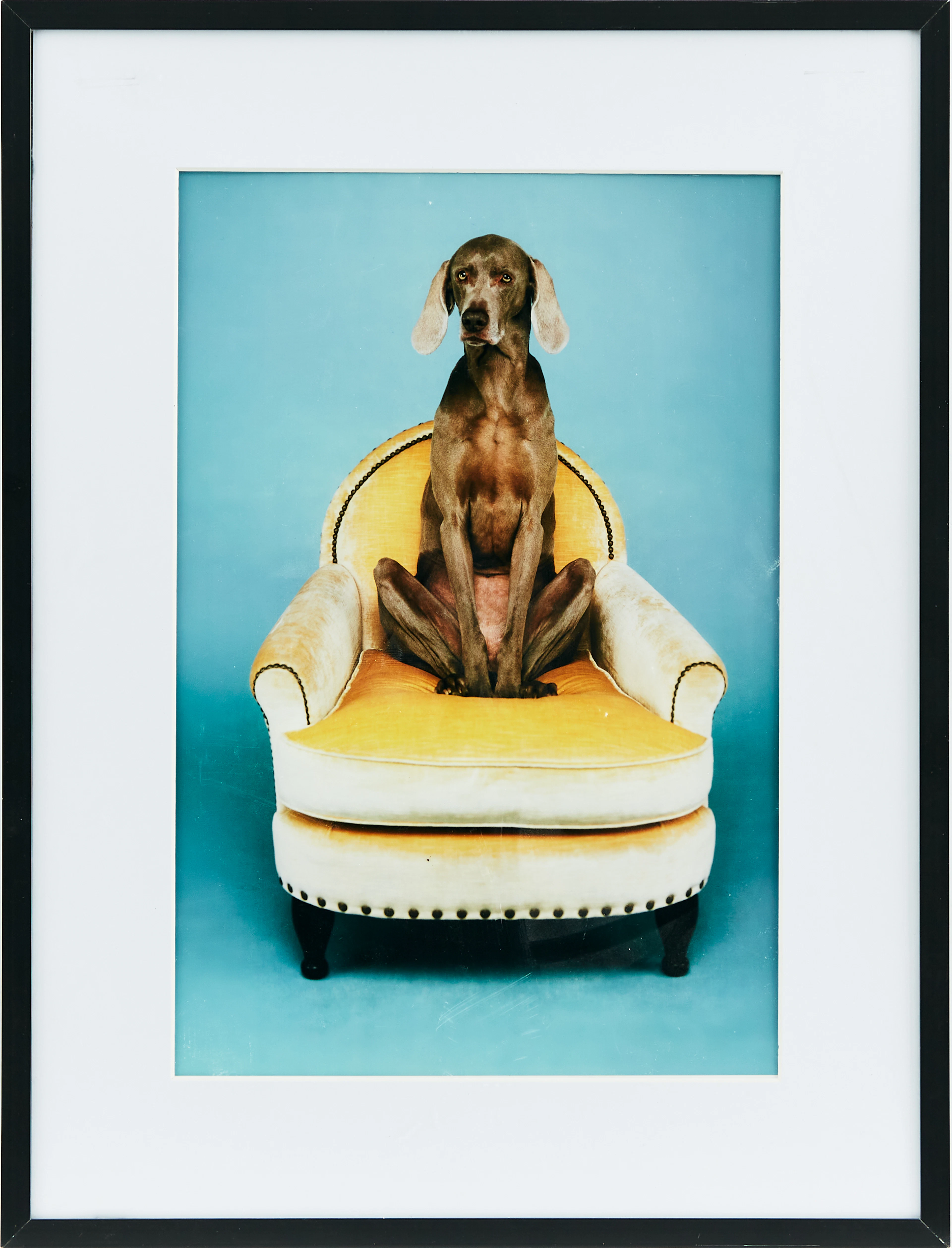 William Wegman