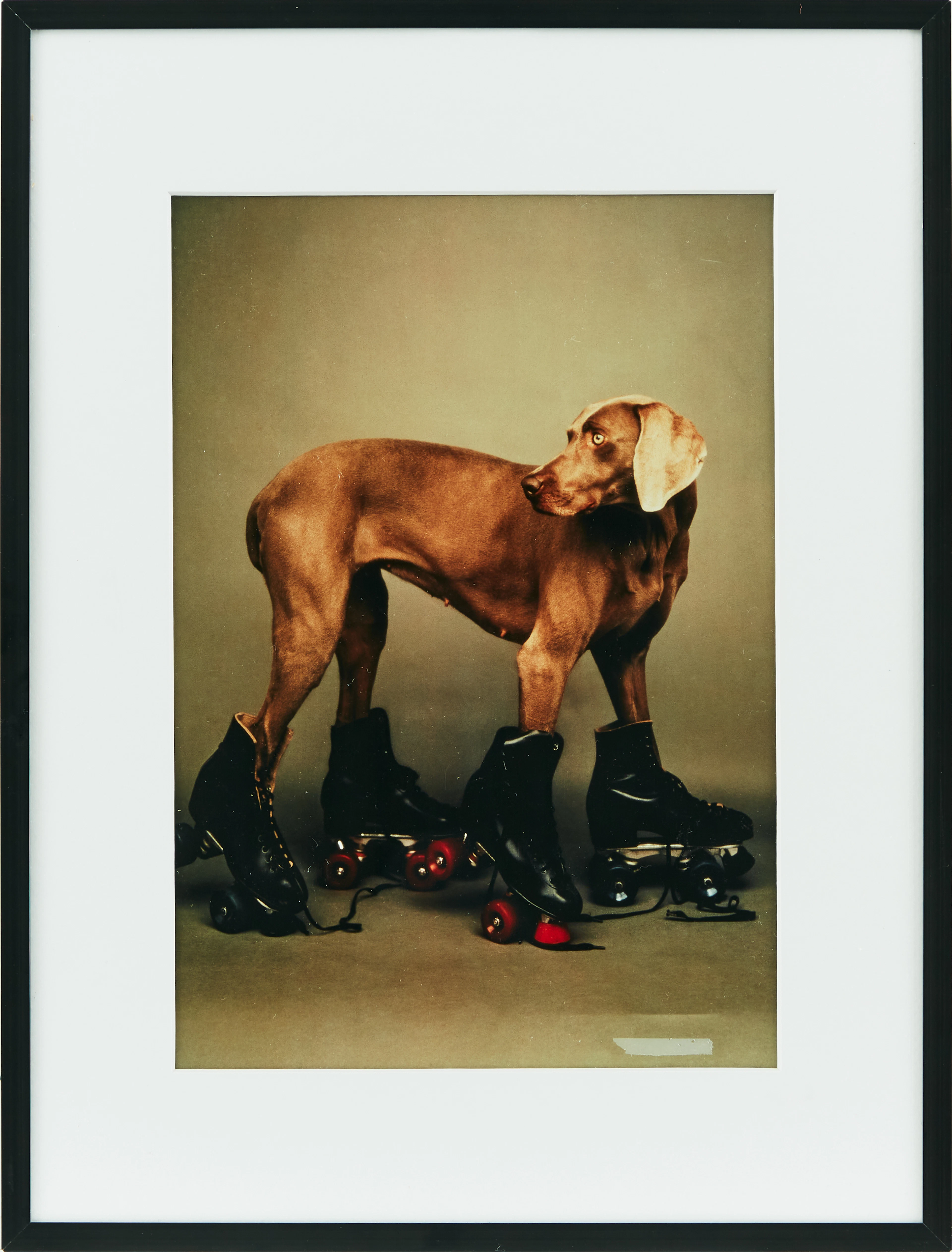 William Wegman