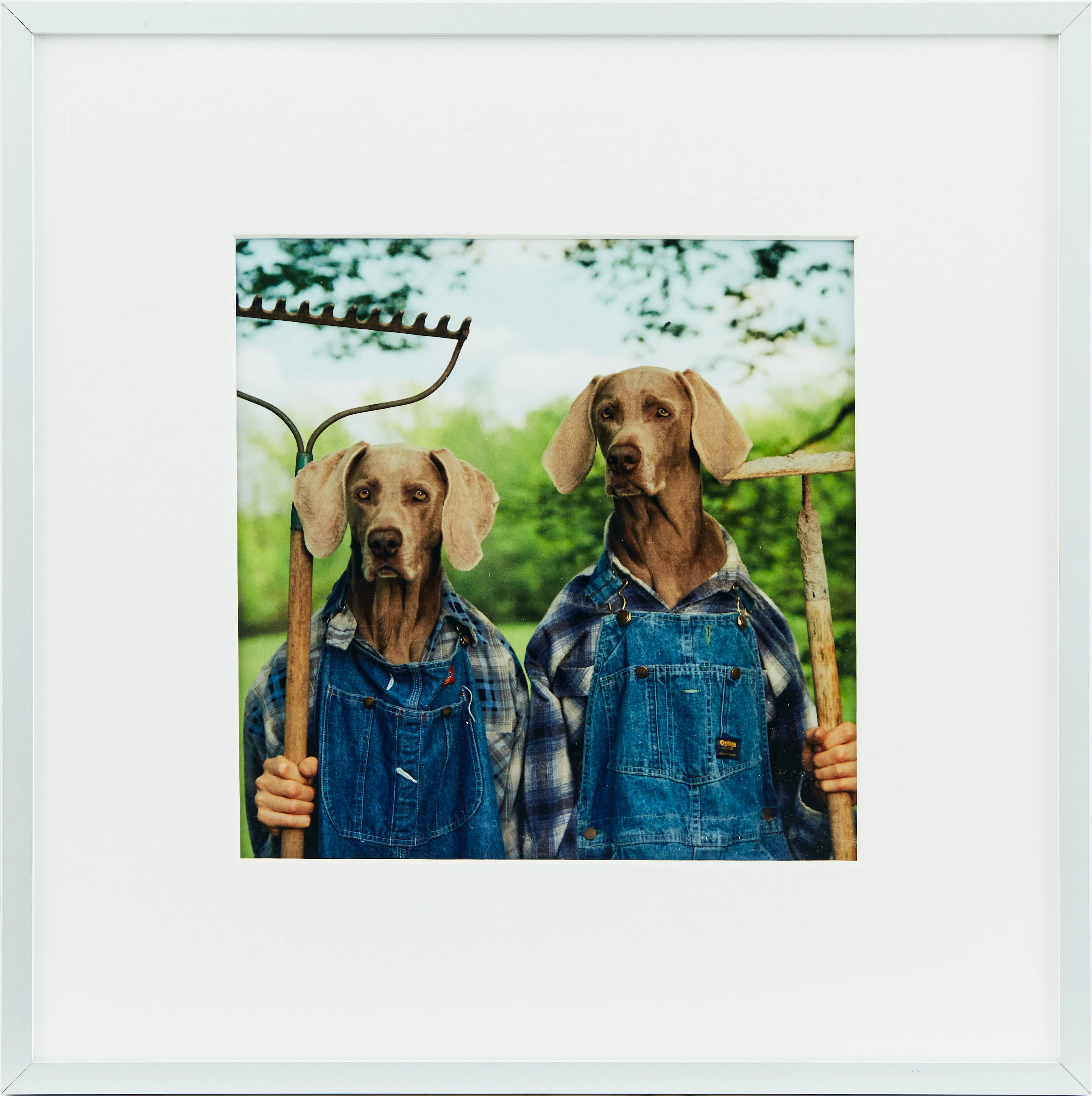 William Wegman