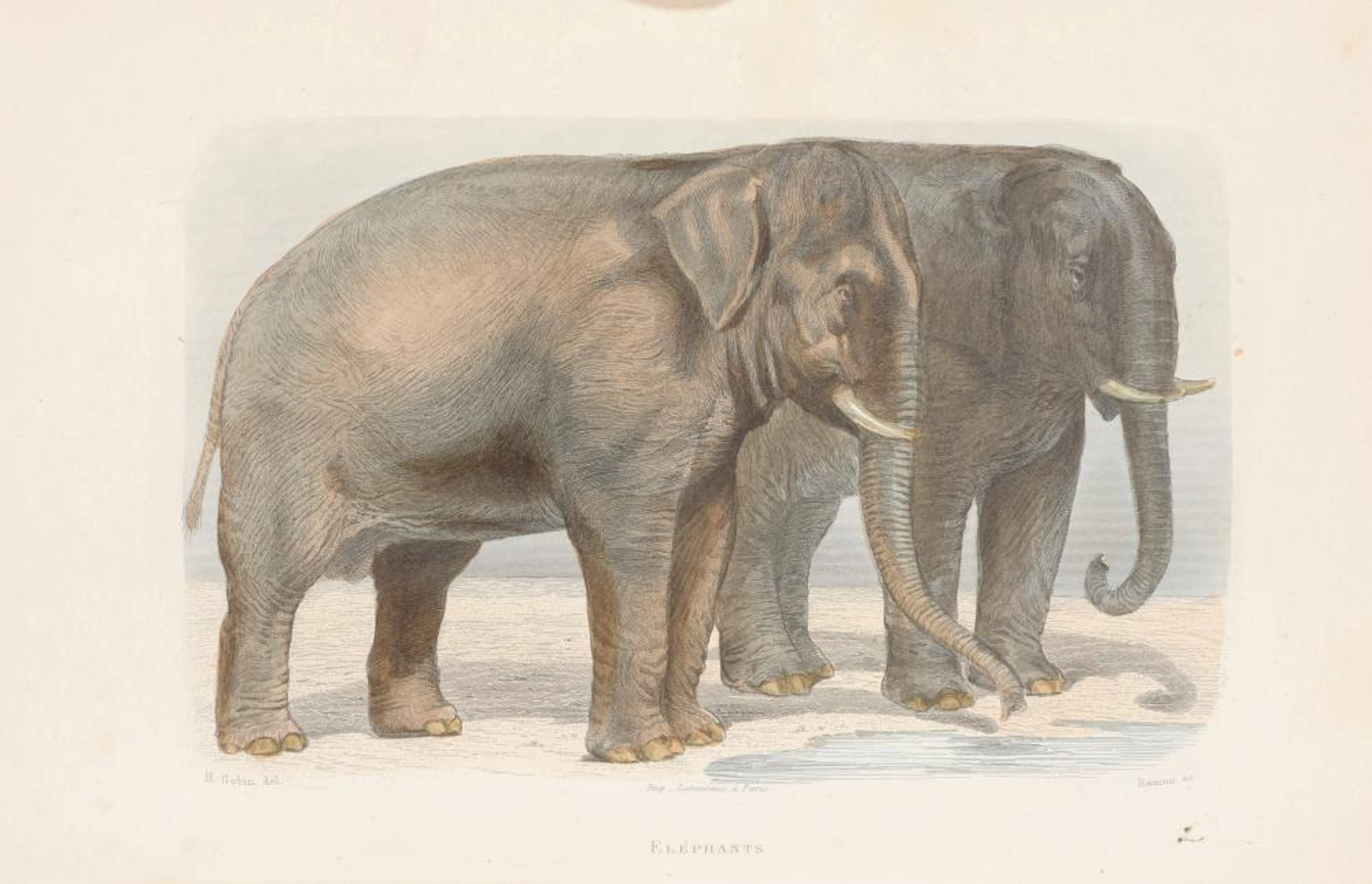 BUFFON, G.L. - FLOURENS - CUVIER - LACÉPÈDE