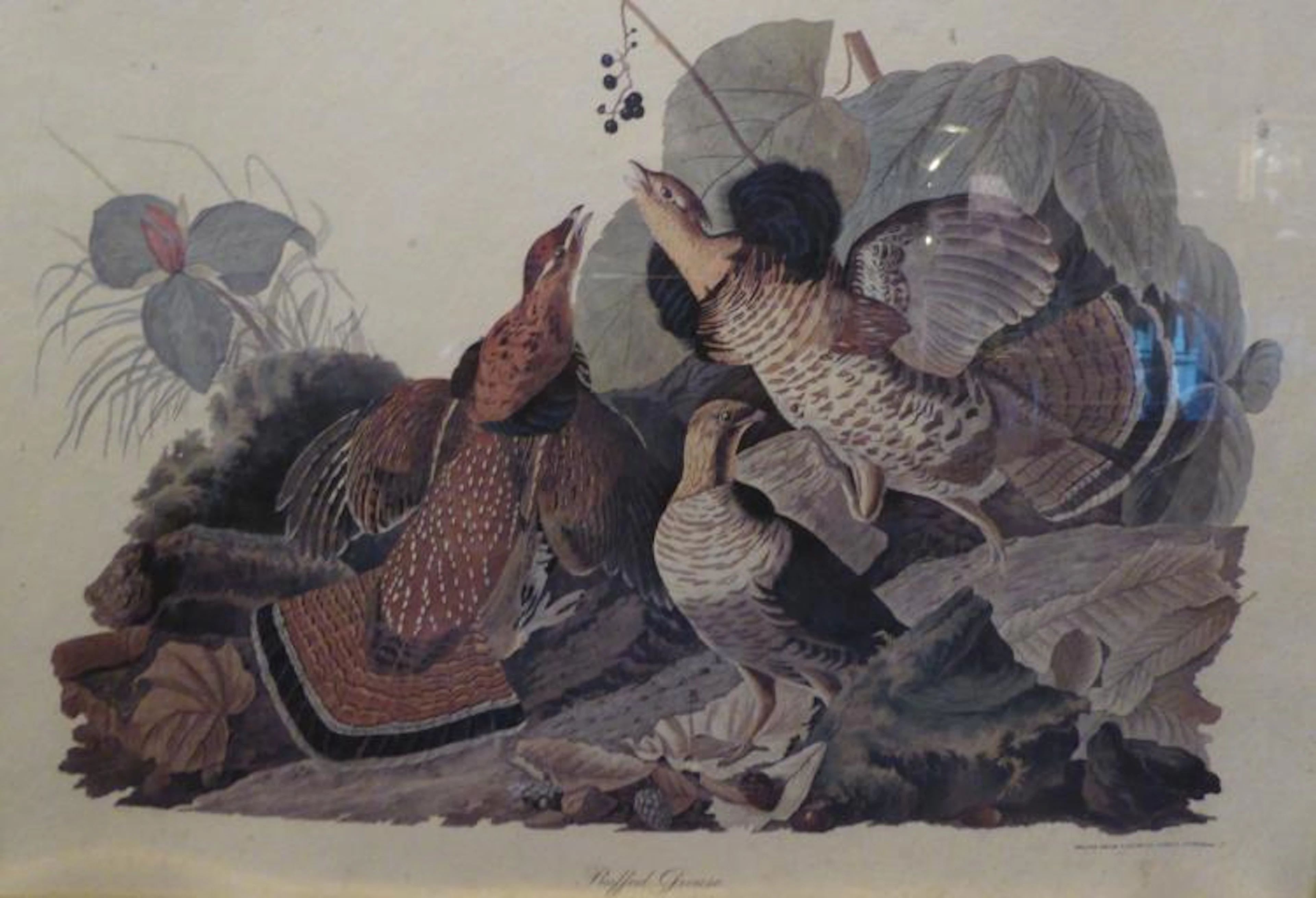 Antique Litho Print Nature by Audubon