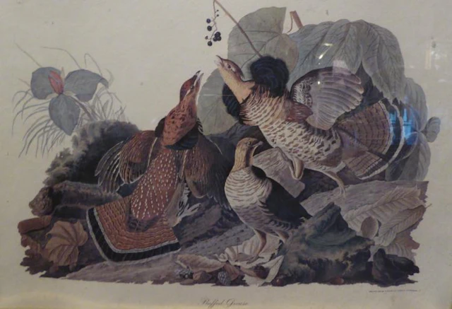 Antique Litho Print Nature by Audubon