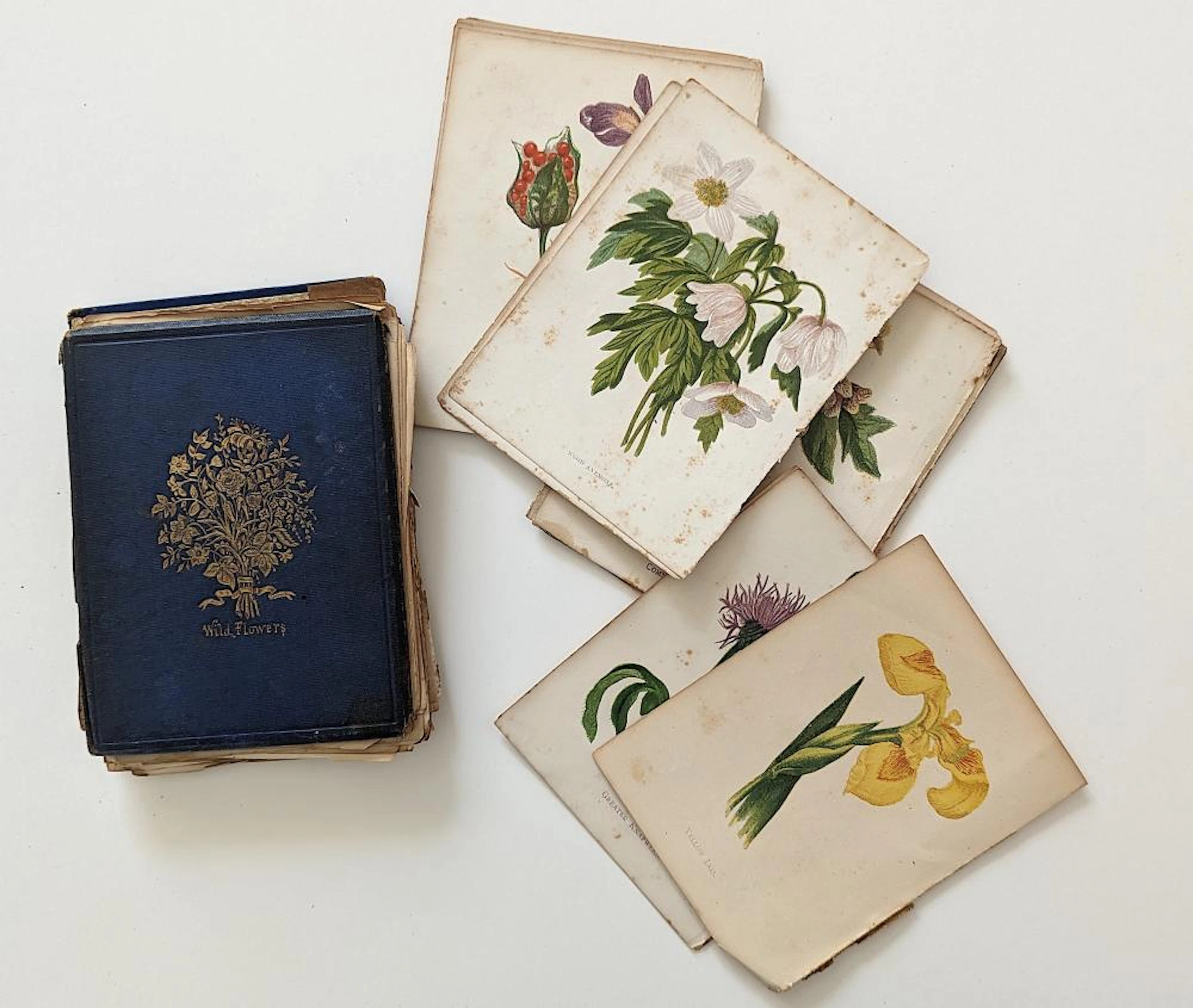 Damaged Book Wild Flowers by Anne Pratt, 1876