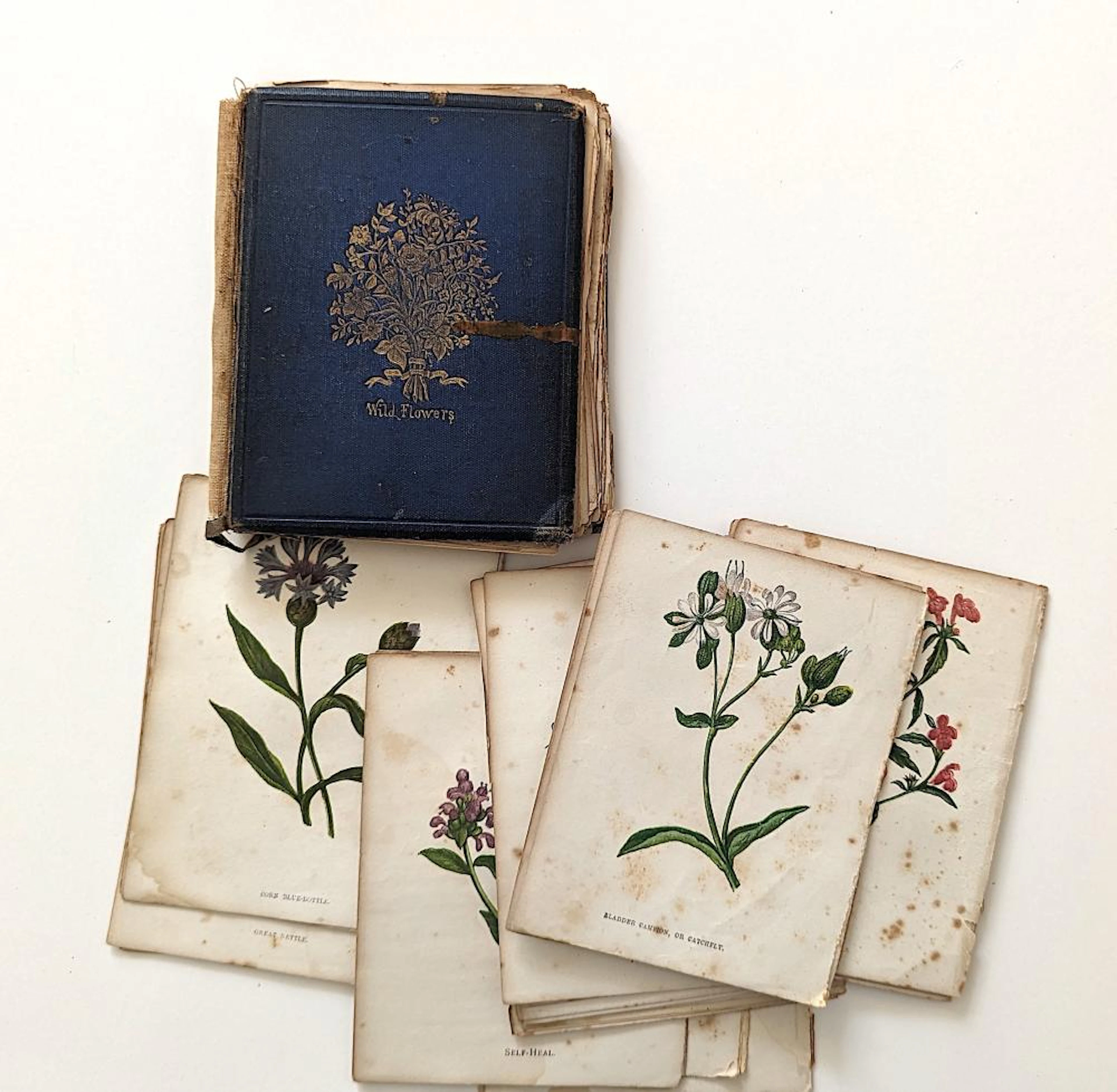 Damaged Book Wild Flowers by Anne Pratt, 1876
