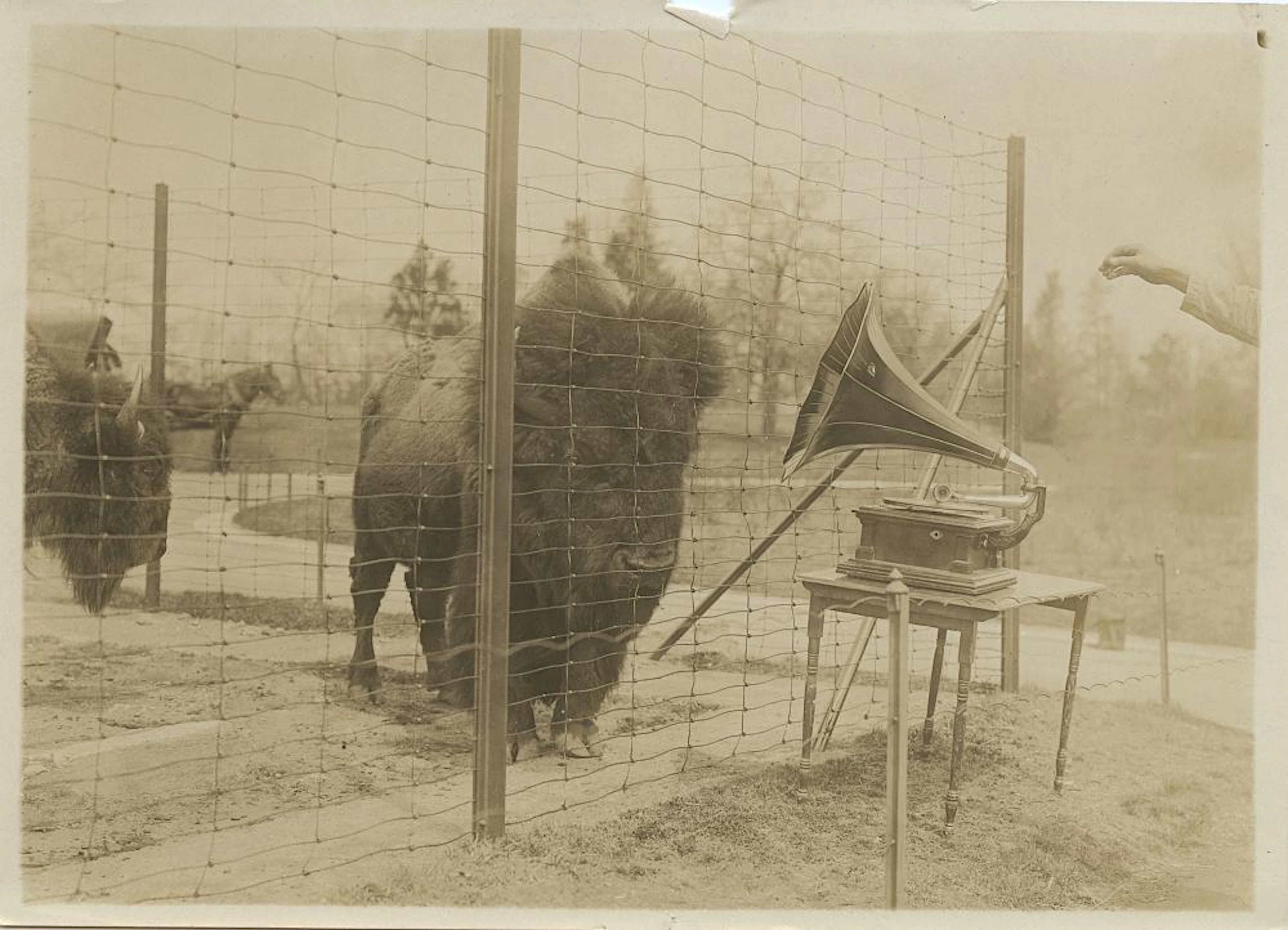 Antique Photo Gramophone Music Animal Bison, 1910s