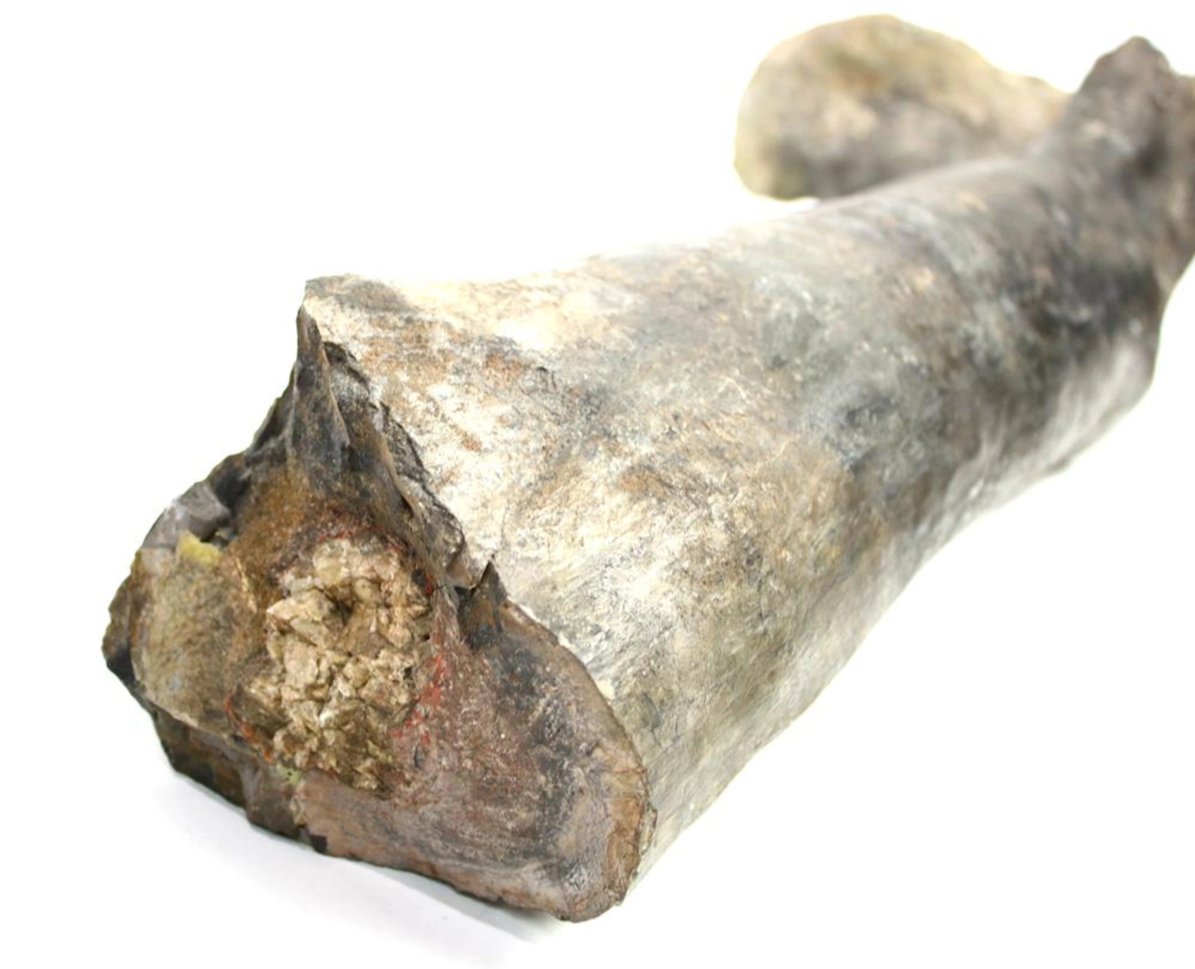 Allosaurus fragilis femur