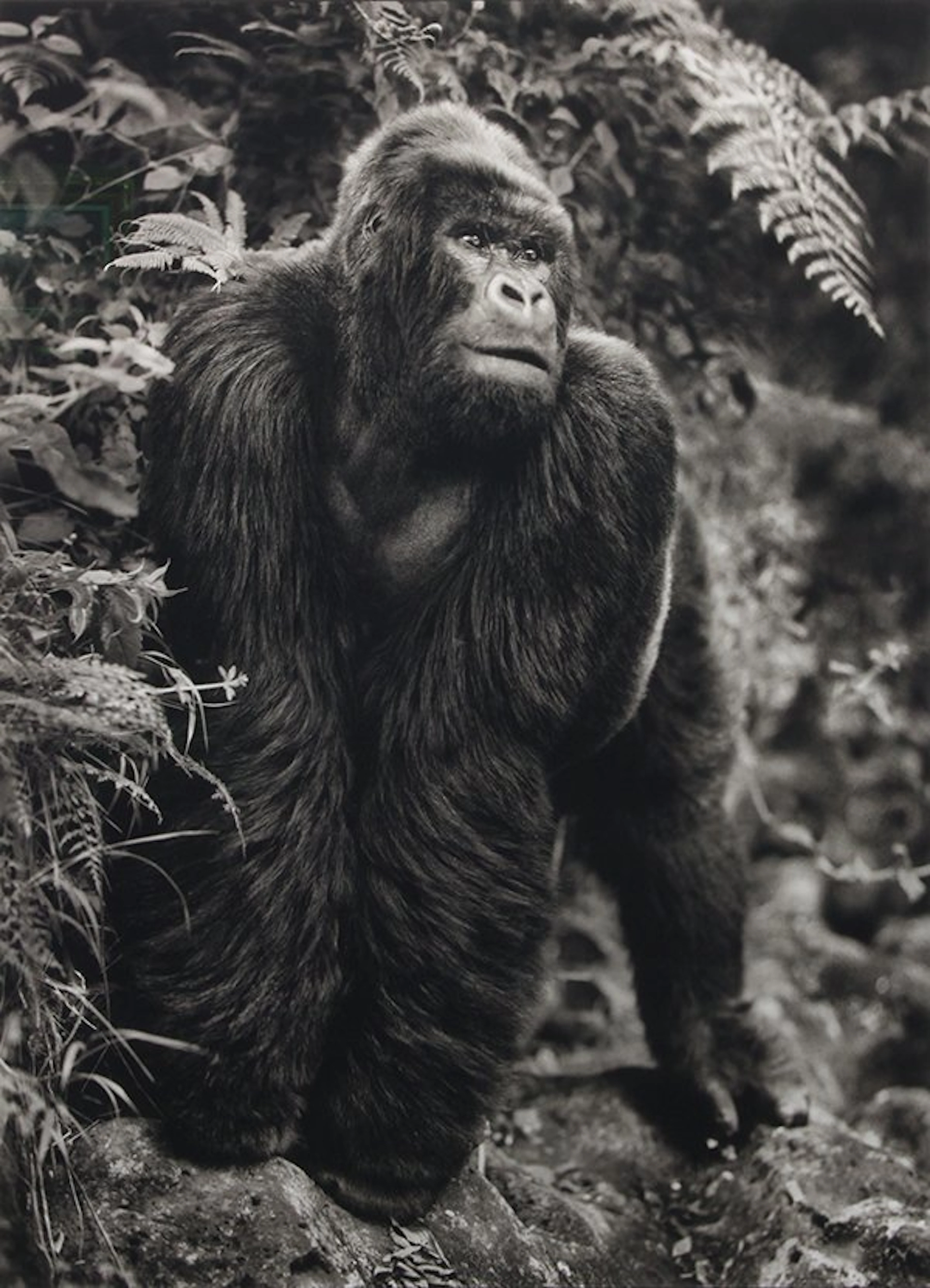 Nick Brandt photograph