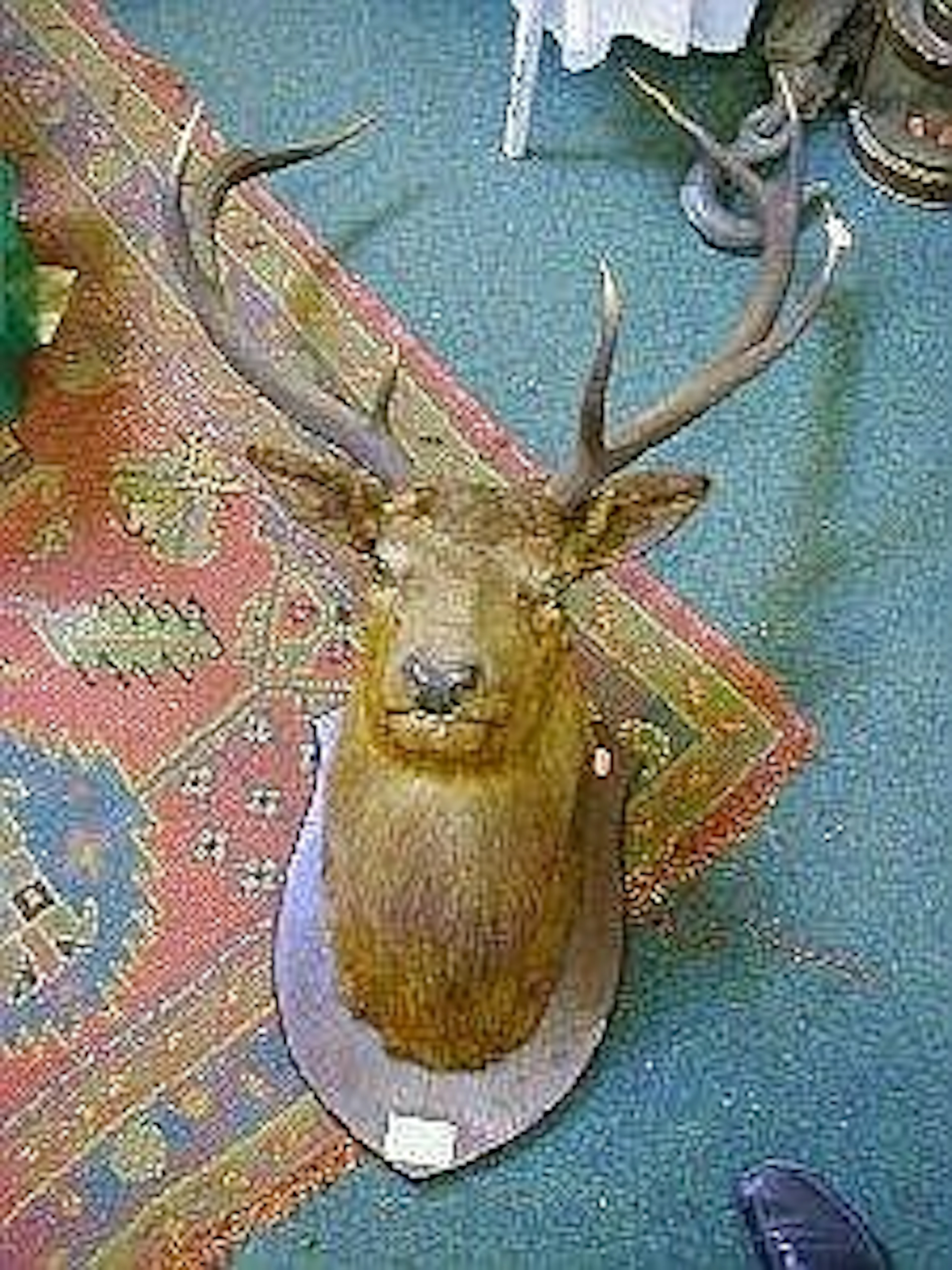 TAXIDERMY