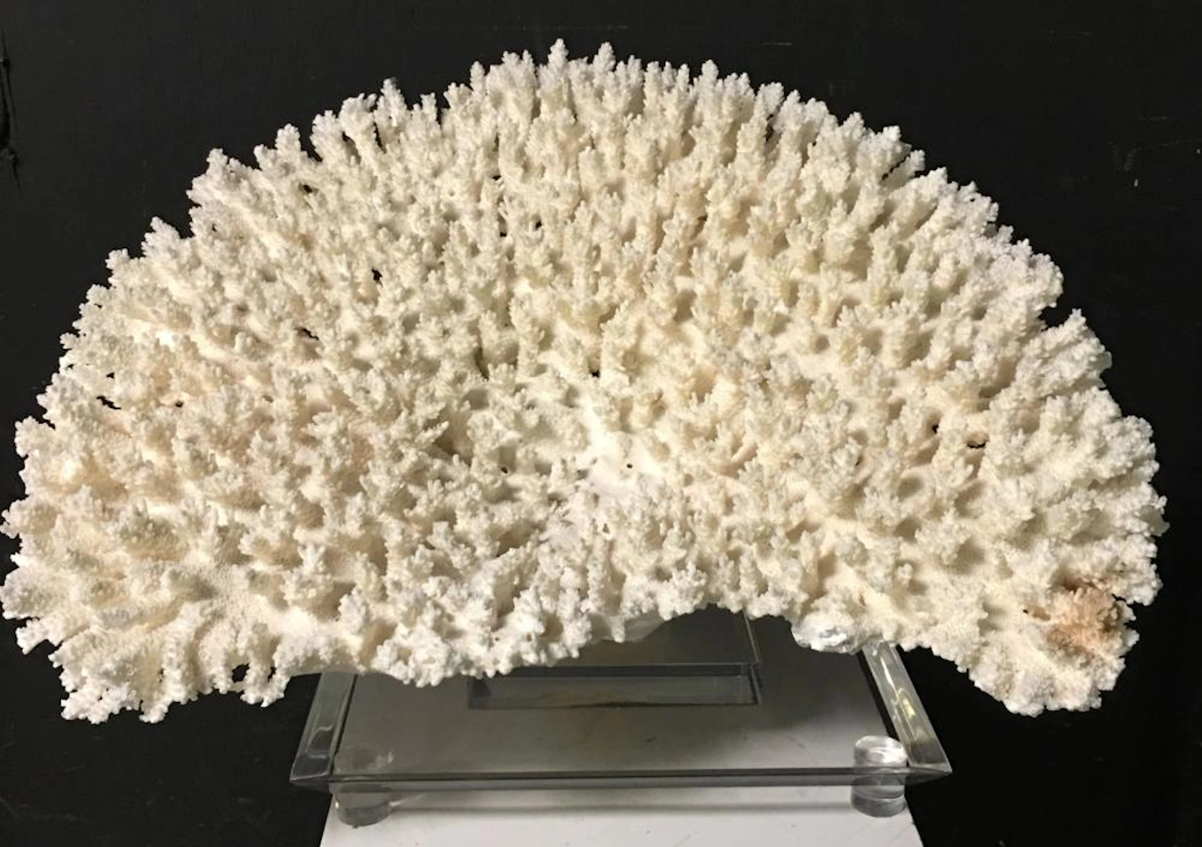 Large Coral Sculpture On Lucite Base