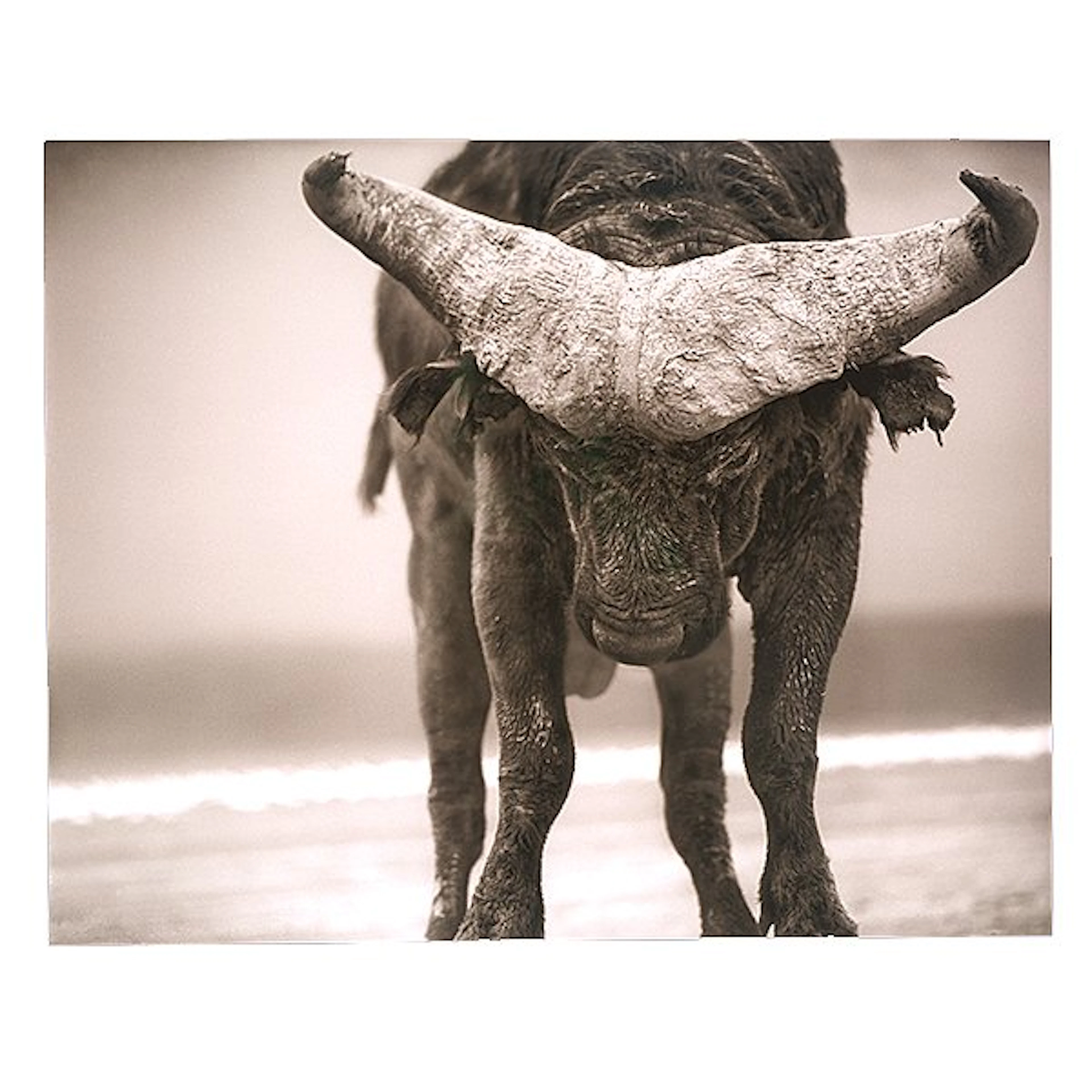 NICK BRANDT "Water Buffalo" Pigment Print.