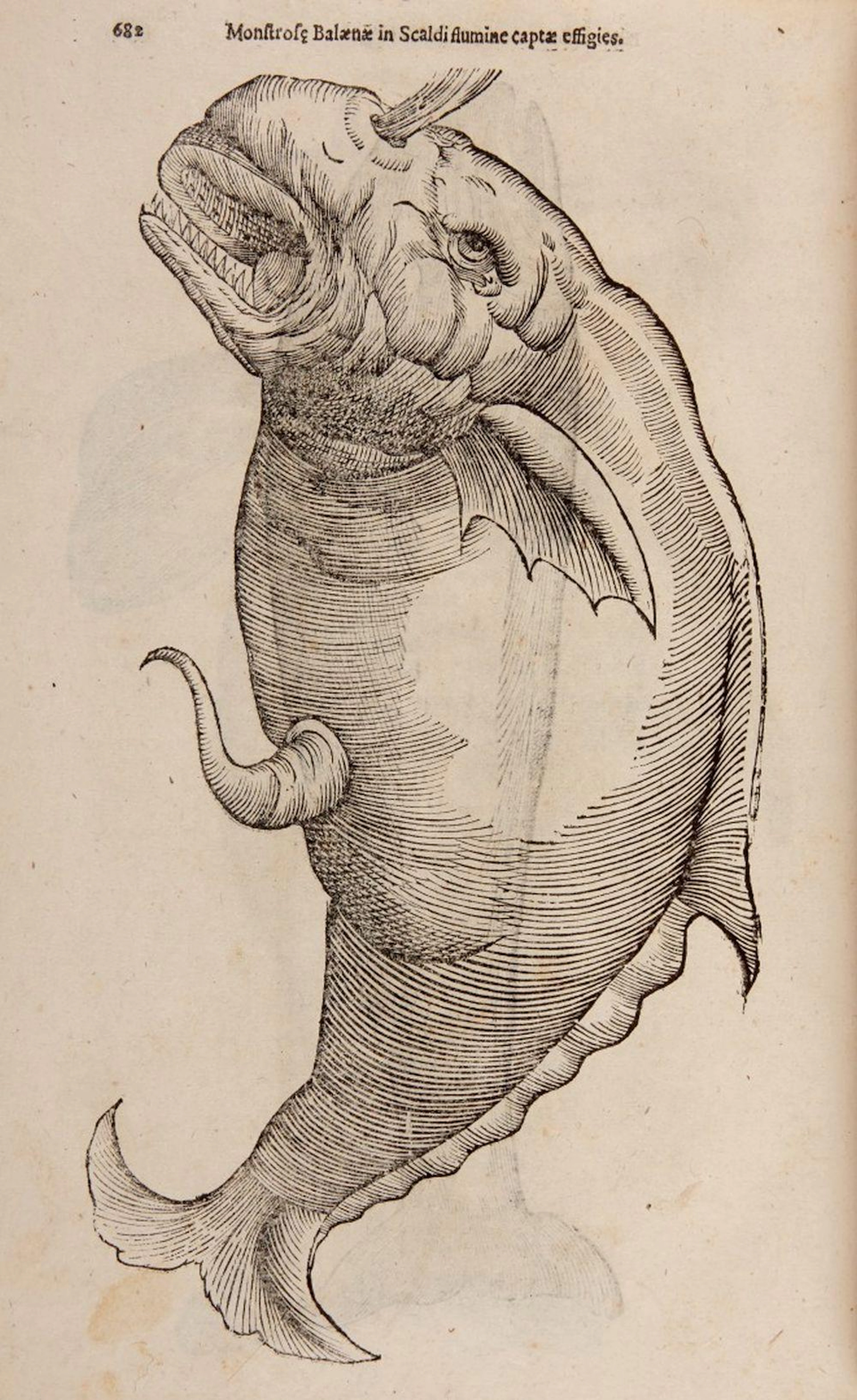 Aldrovandi, Ulisse De piscibus libri V. et de cetis lib. unus.
