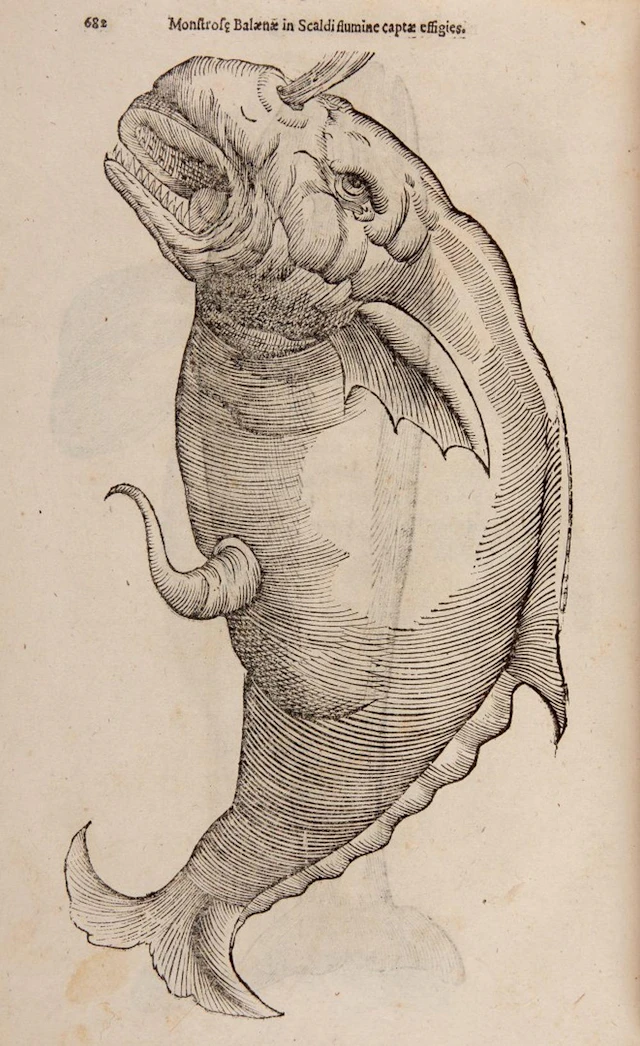 Aldrovandi, Ulisse De piscibus libri V. et de cetis lib. unus.