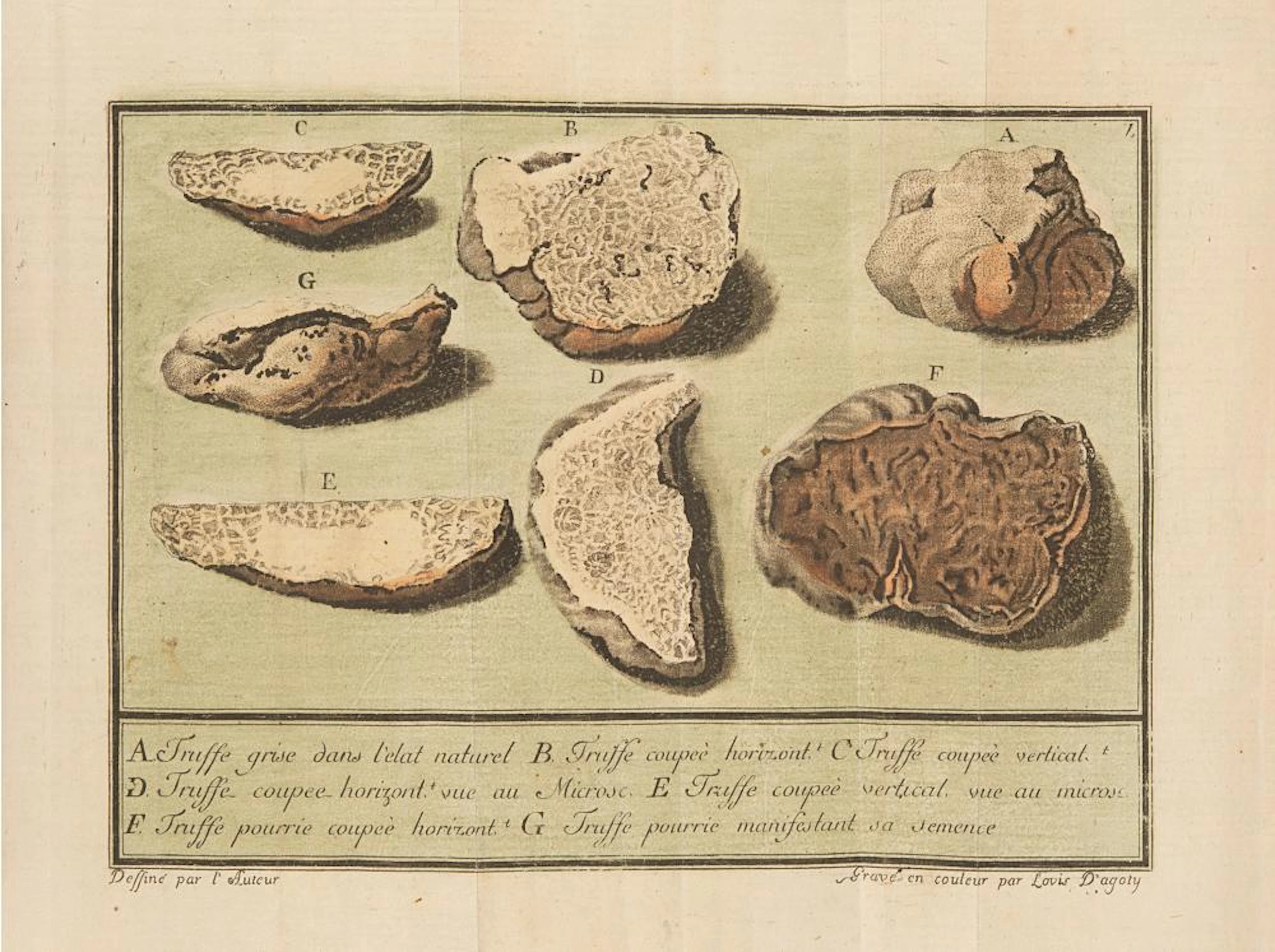 Borch, Michel Jean de Lettres sur les truffes du Piemont.
