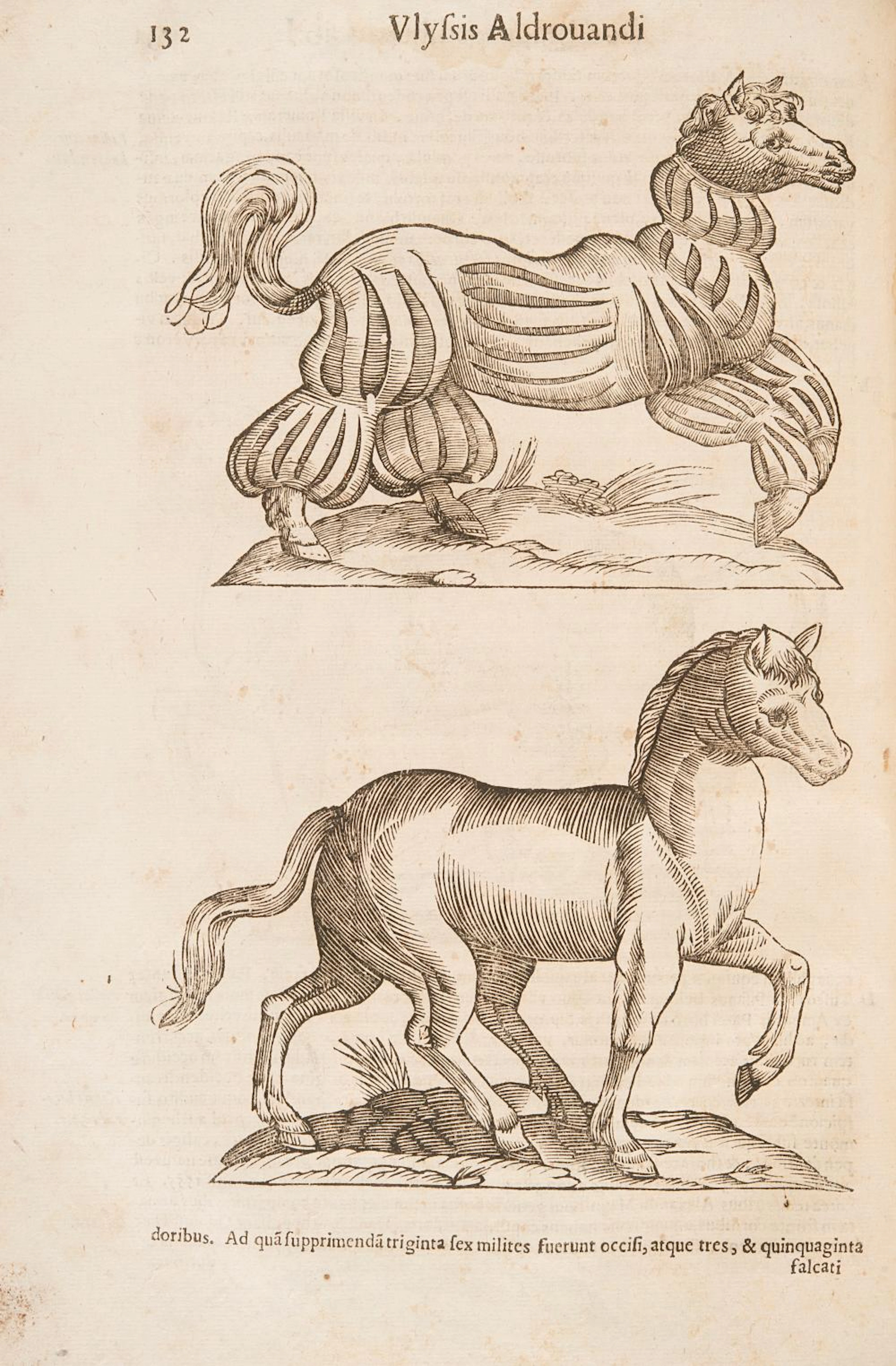 Aldrovandi, Ulisse De quadrupedibus solipedibus.