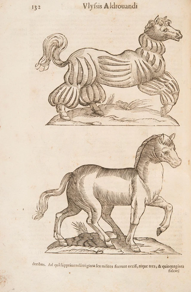 Aldrovandi, Ulisse De quadrupedibus solipedibus.