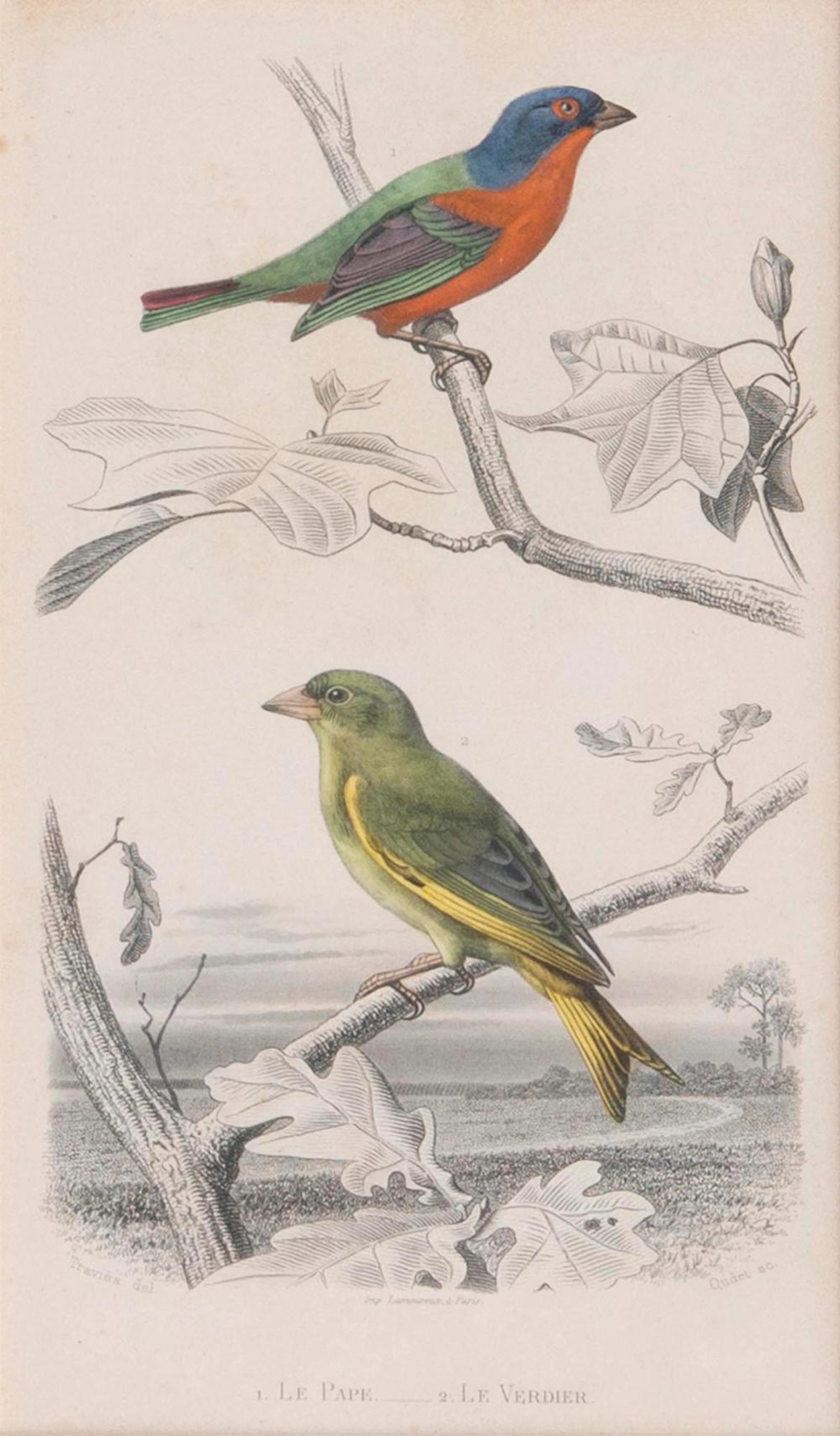 Edouard Traviès (Doullens 1809 - nach 1866). Ten engravings with Birds.