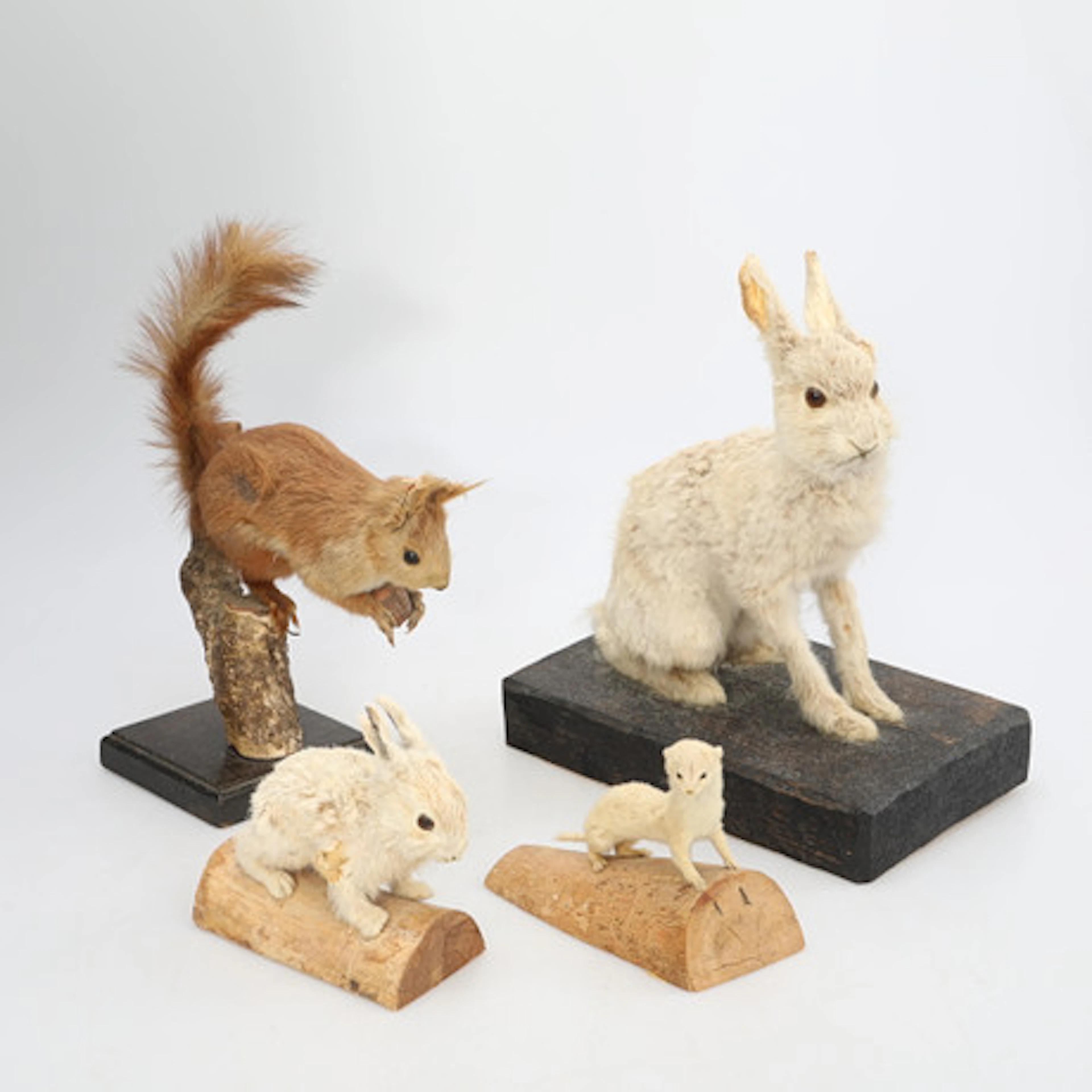 UPPSTOPPADE DJUR, Taxidermi, fyra stycken.