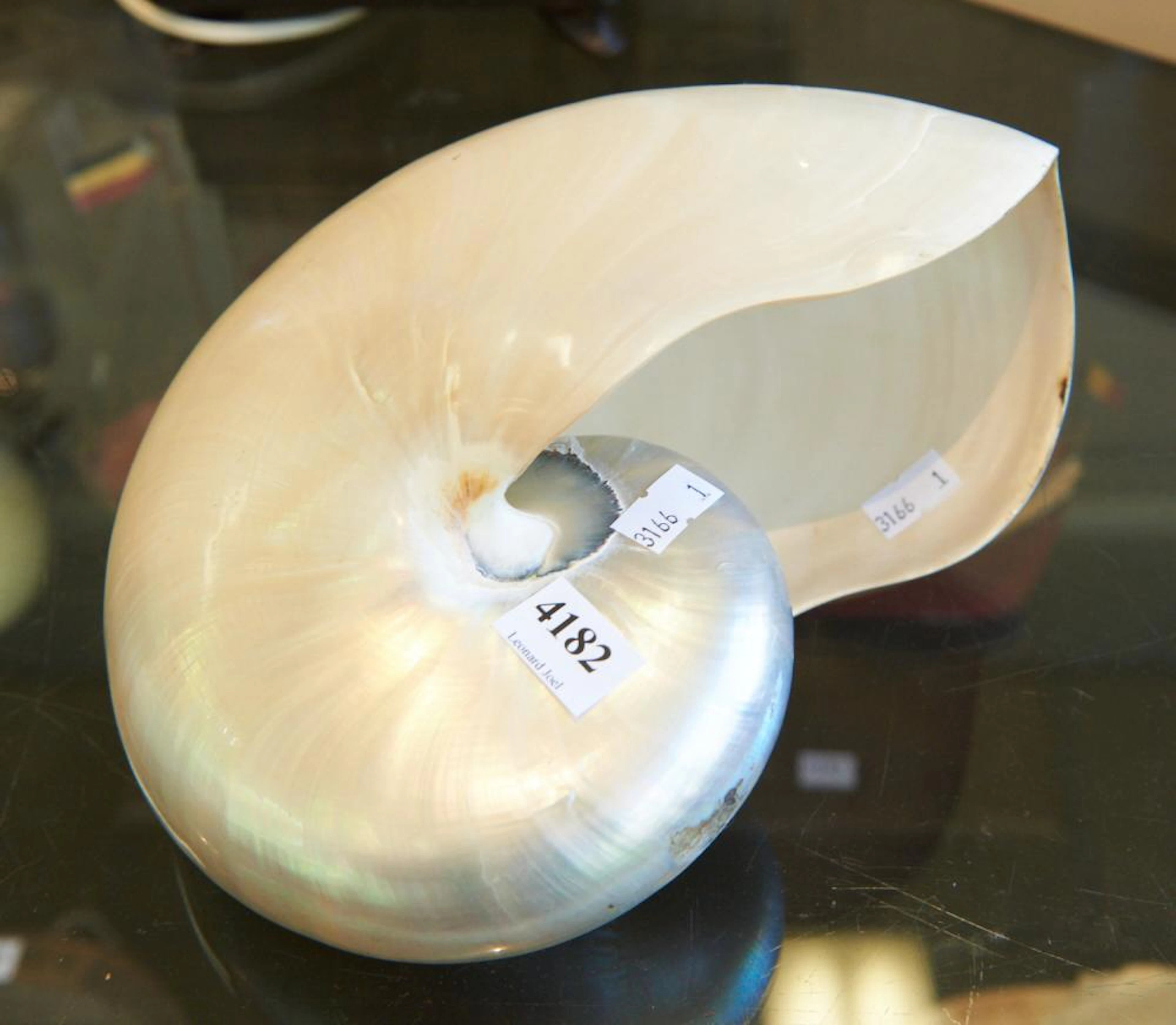 A NAUTILUS SHELL (23 CM W), LEONARD JOEL LOCAL DELIVERY SIZE: SMALL