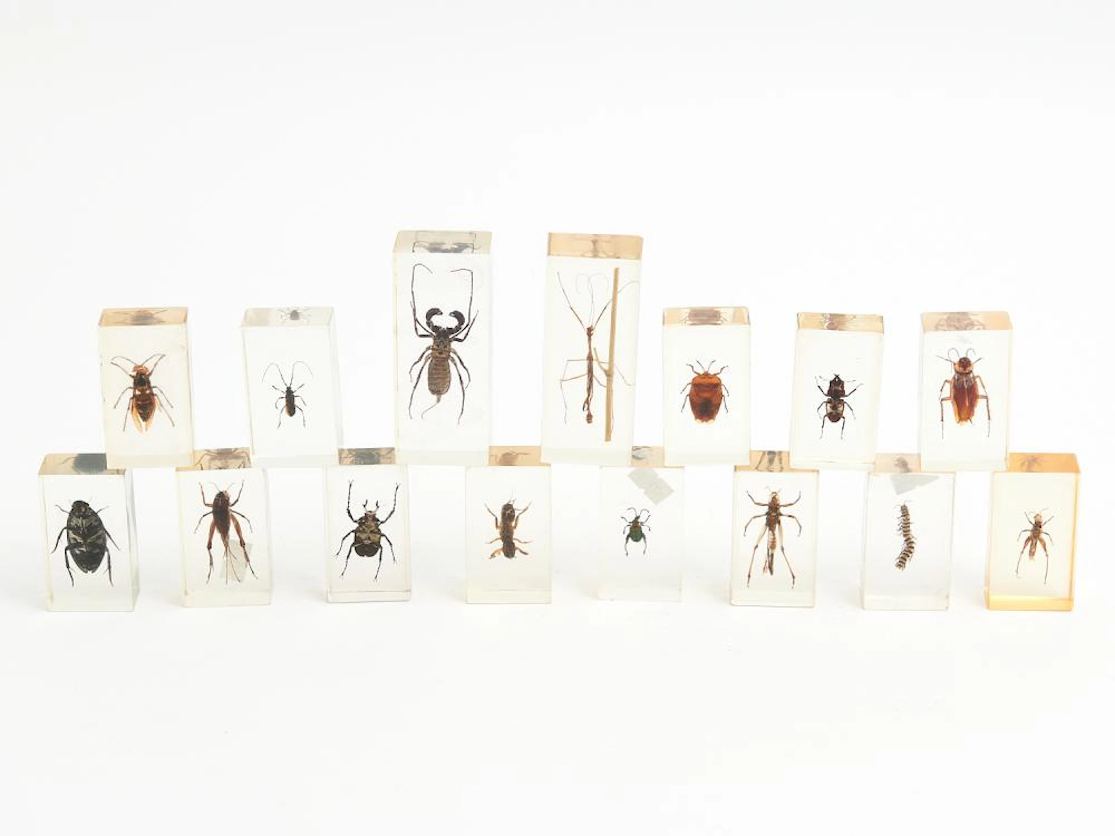 14 RESIN MOUNTED BUGS AND BEATLES L.11CM (LONGEST)