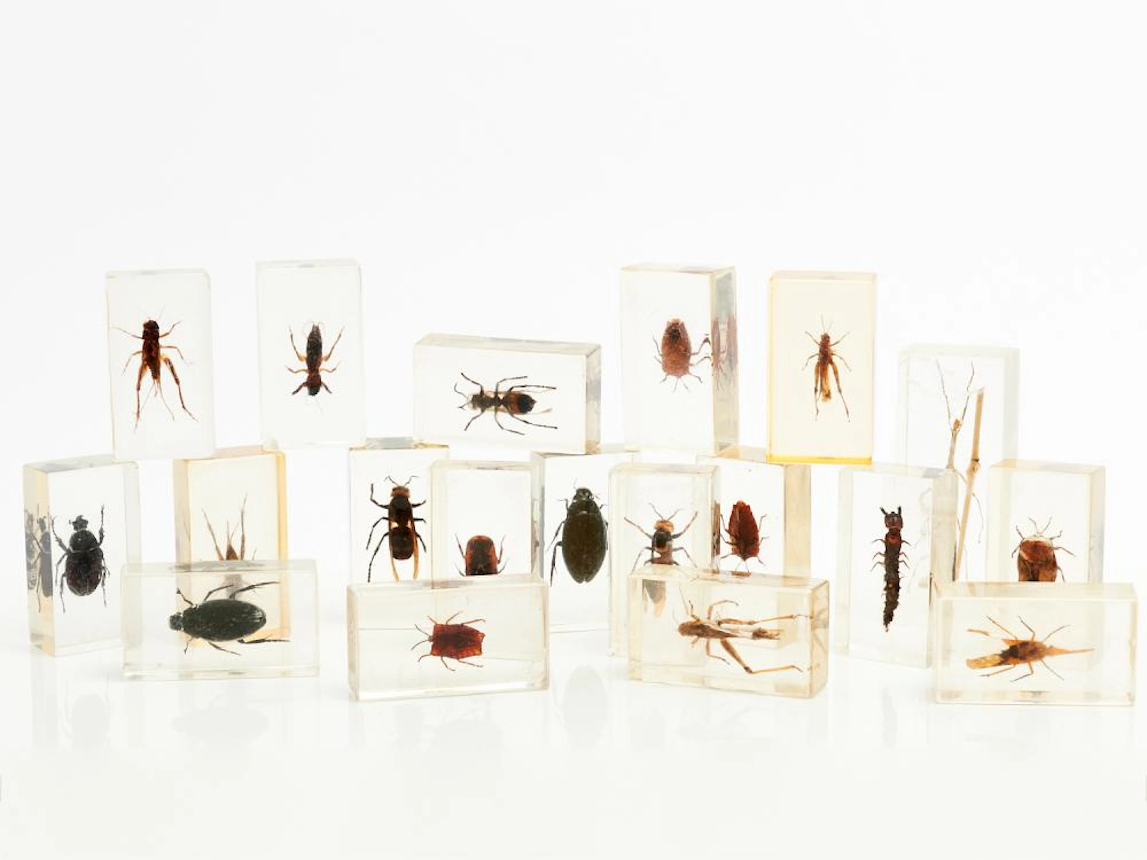 COLLECTION OF 18 RESIN MOUNTED BUGS AND BEATLES LEONARD...