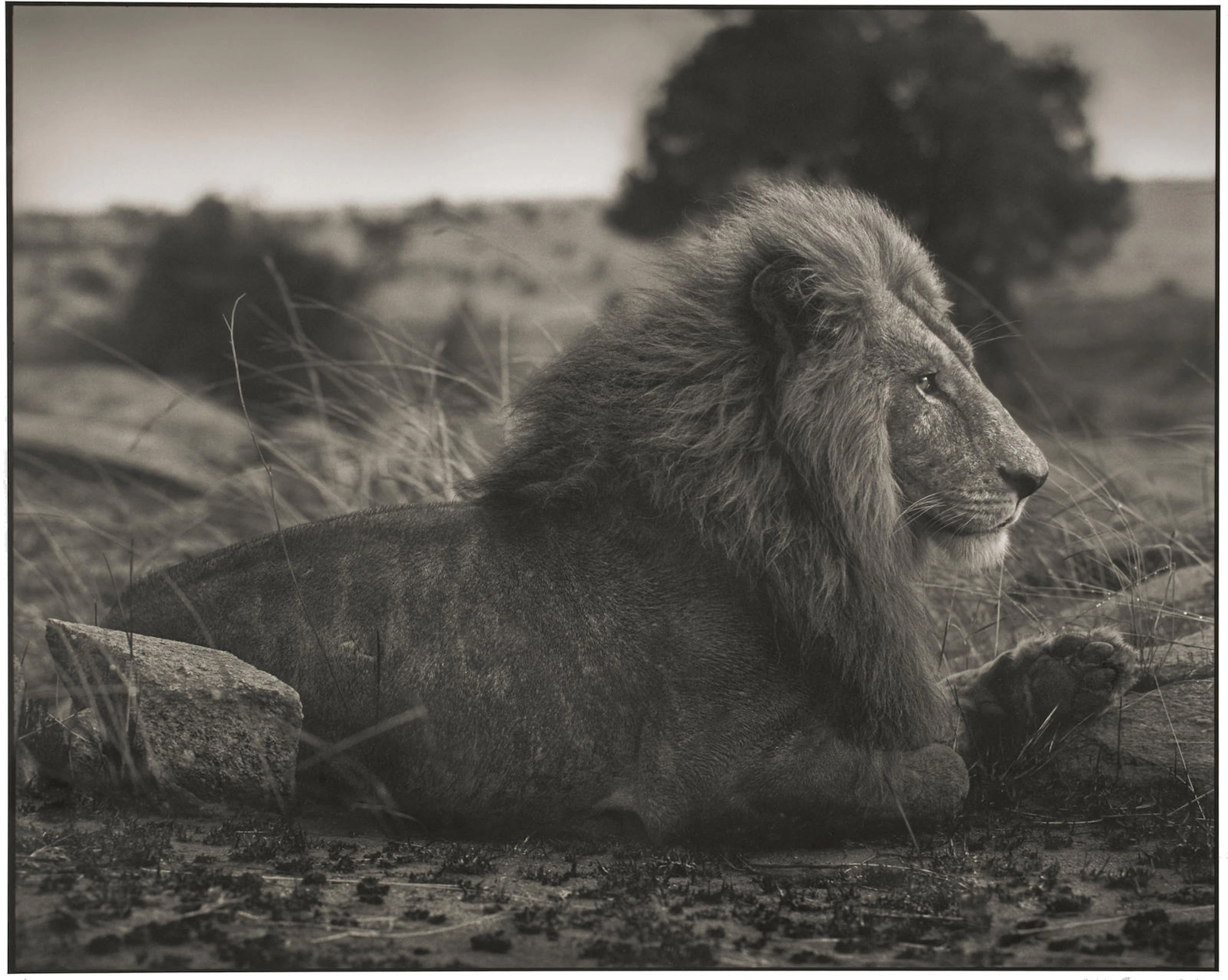 Nick Brandt (born 1966) Lion on Burned Ground, Serengeti