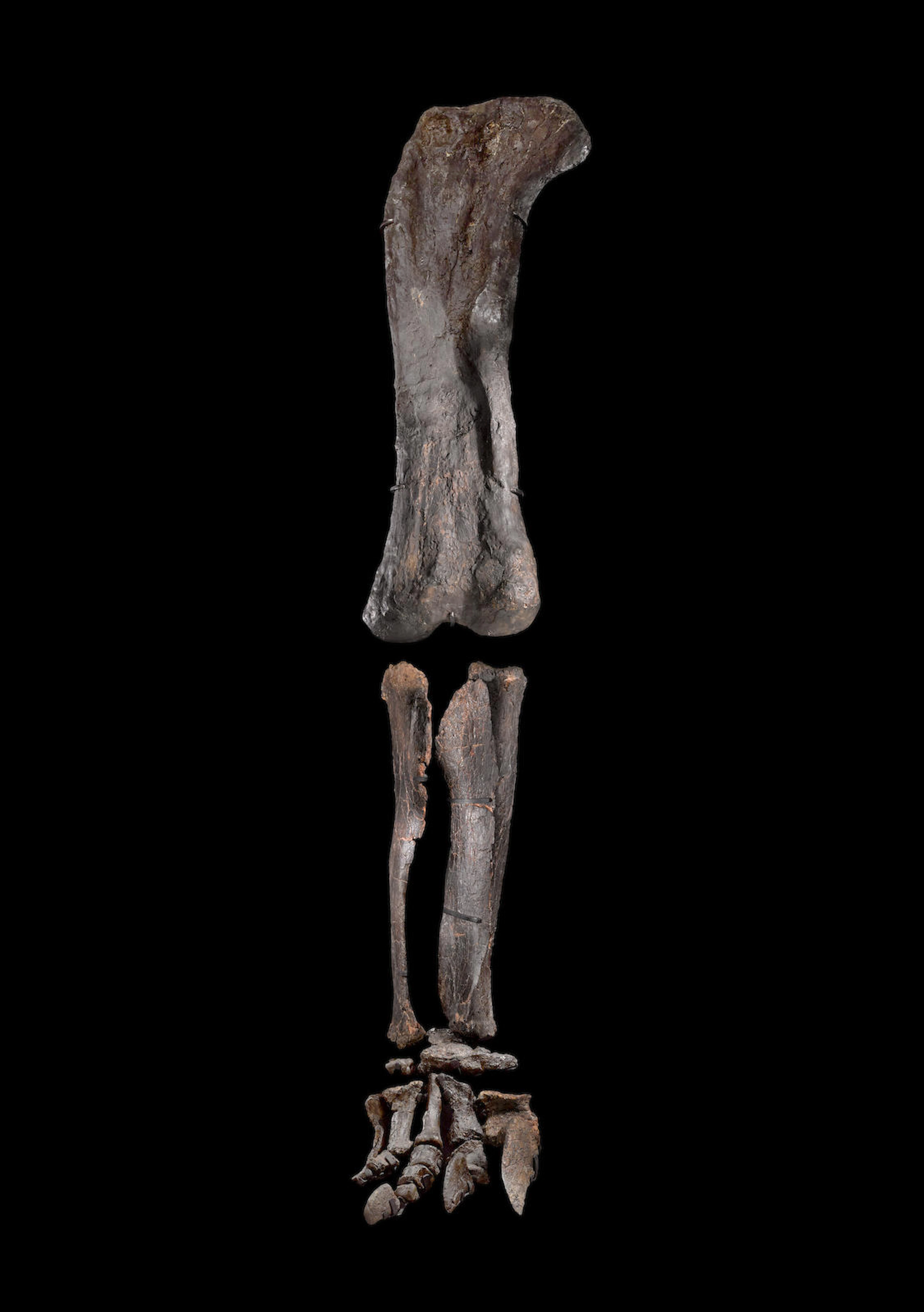 Immense Dinosaur Leg