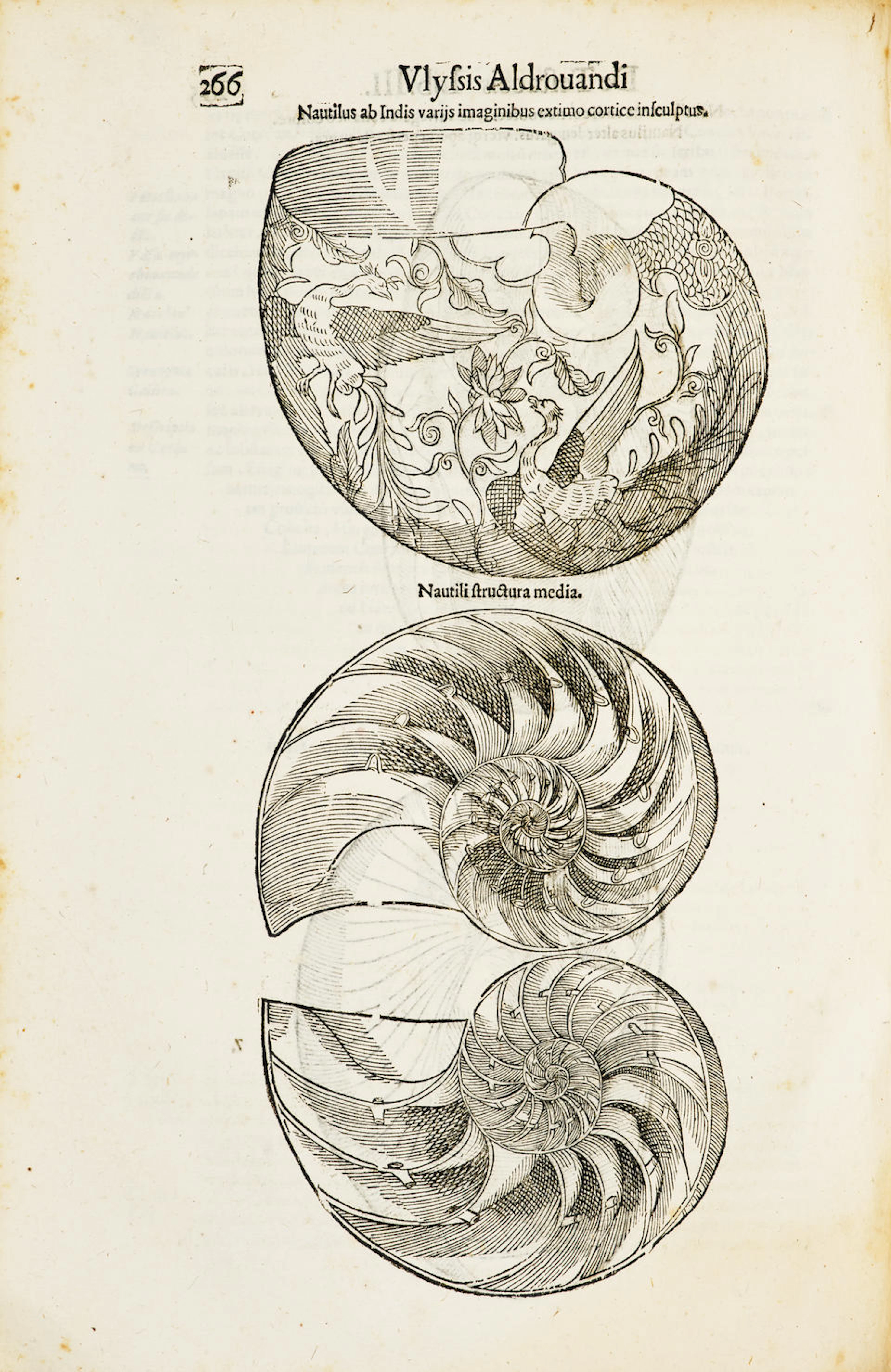 ALDROVANDI