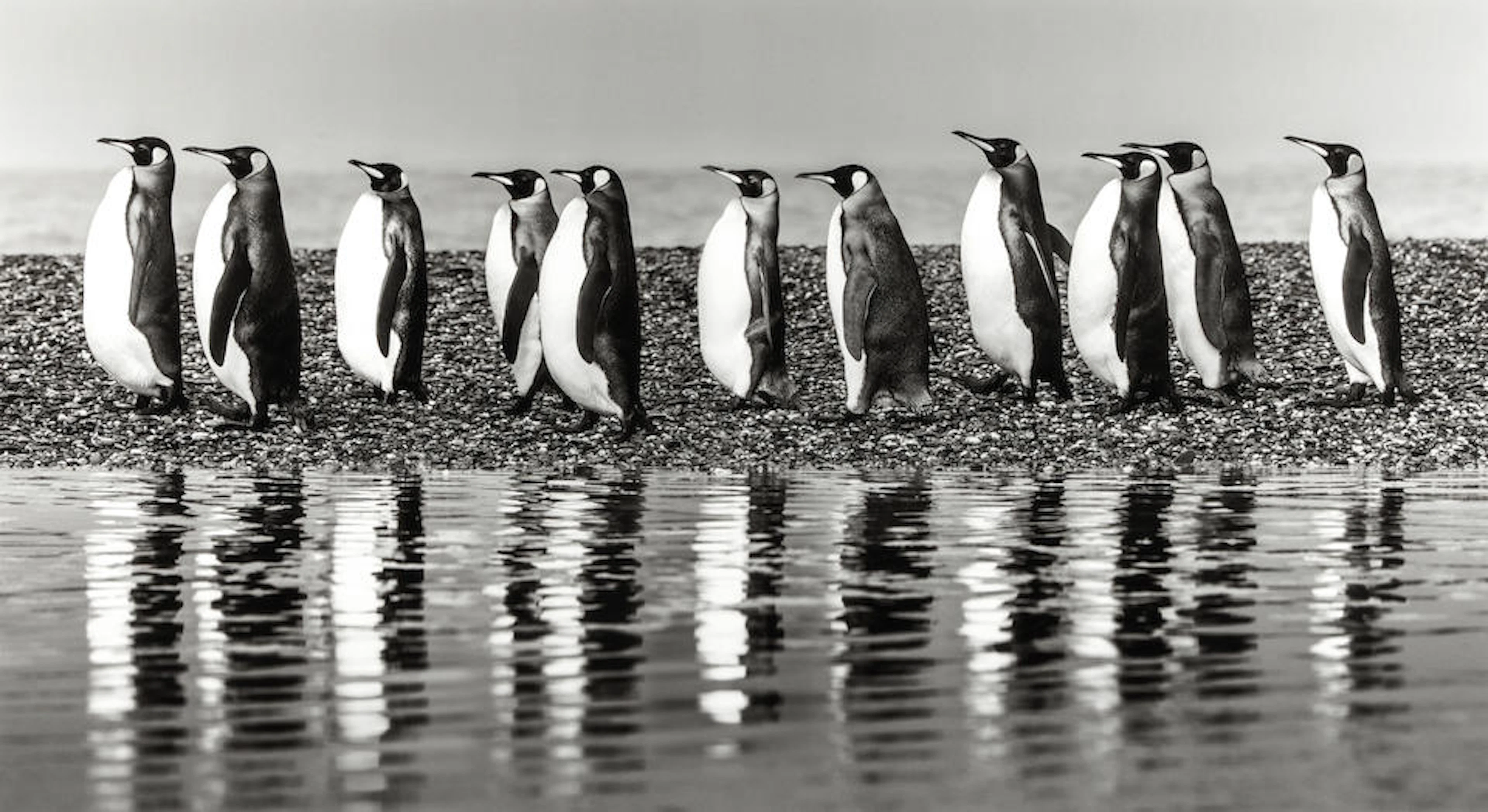 David Yarrow (born 1966); Ocean's Eleven (South Georgia);