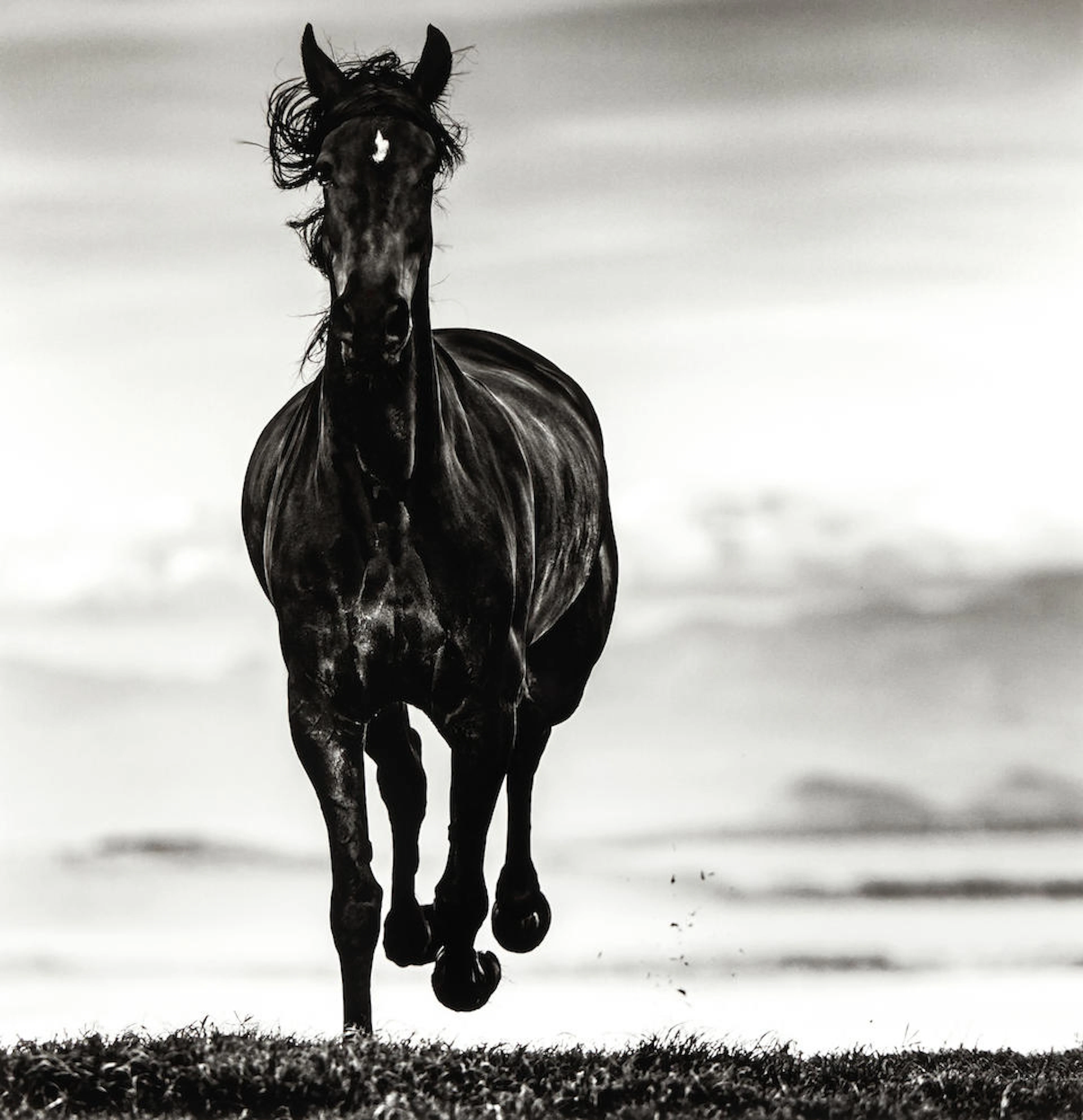 David Yarrow (born 1966); Black Beauty, Borana, Kenya;