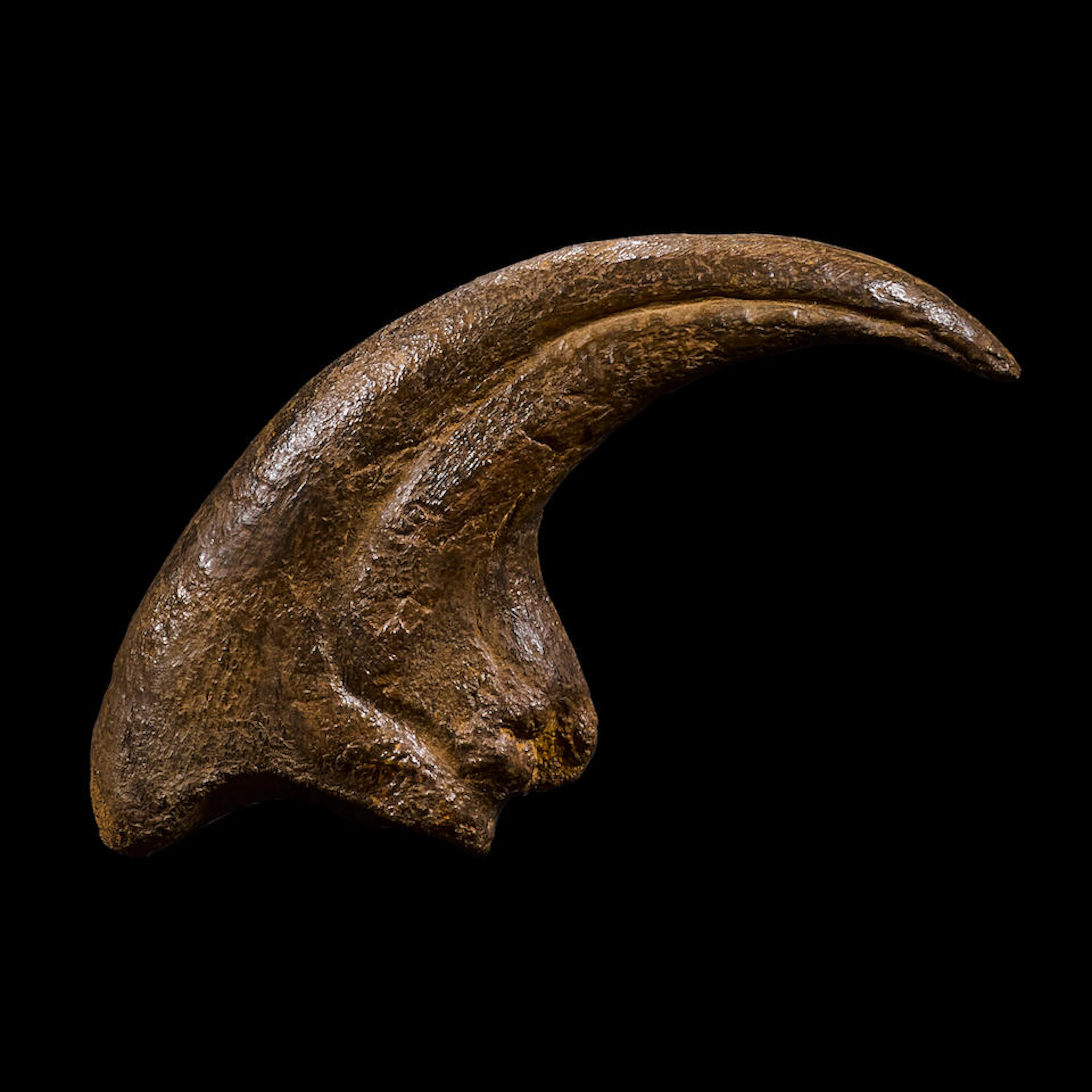 Magnificent Allosaurus Claw