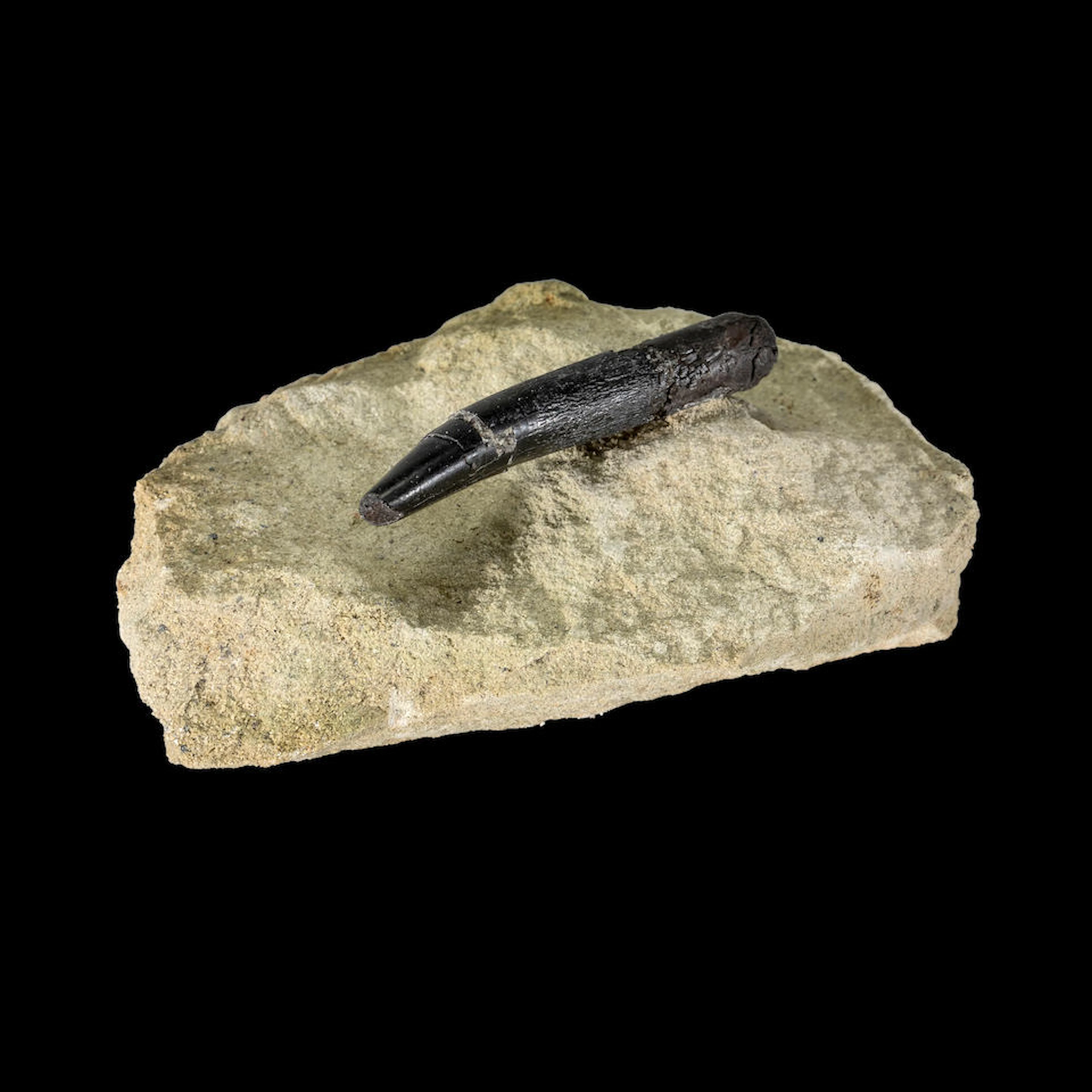 Diplodocus Dinosaur Tooth on Matrix