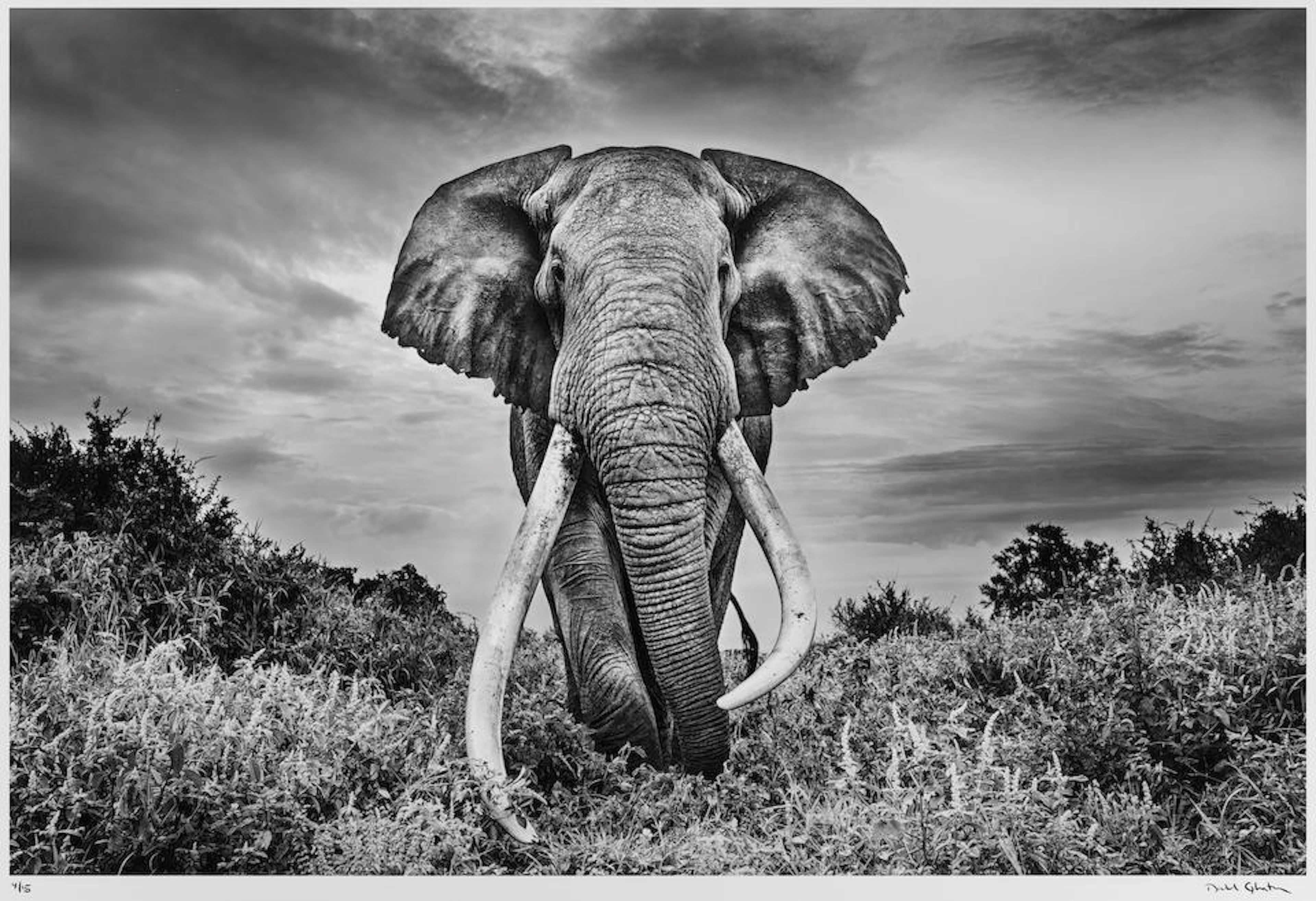 Michel Ghatan (born 1975); Gentle Giant, Tawi, Kenya;