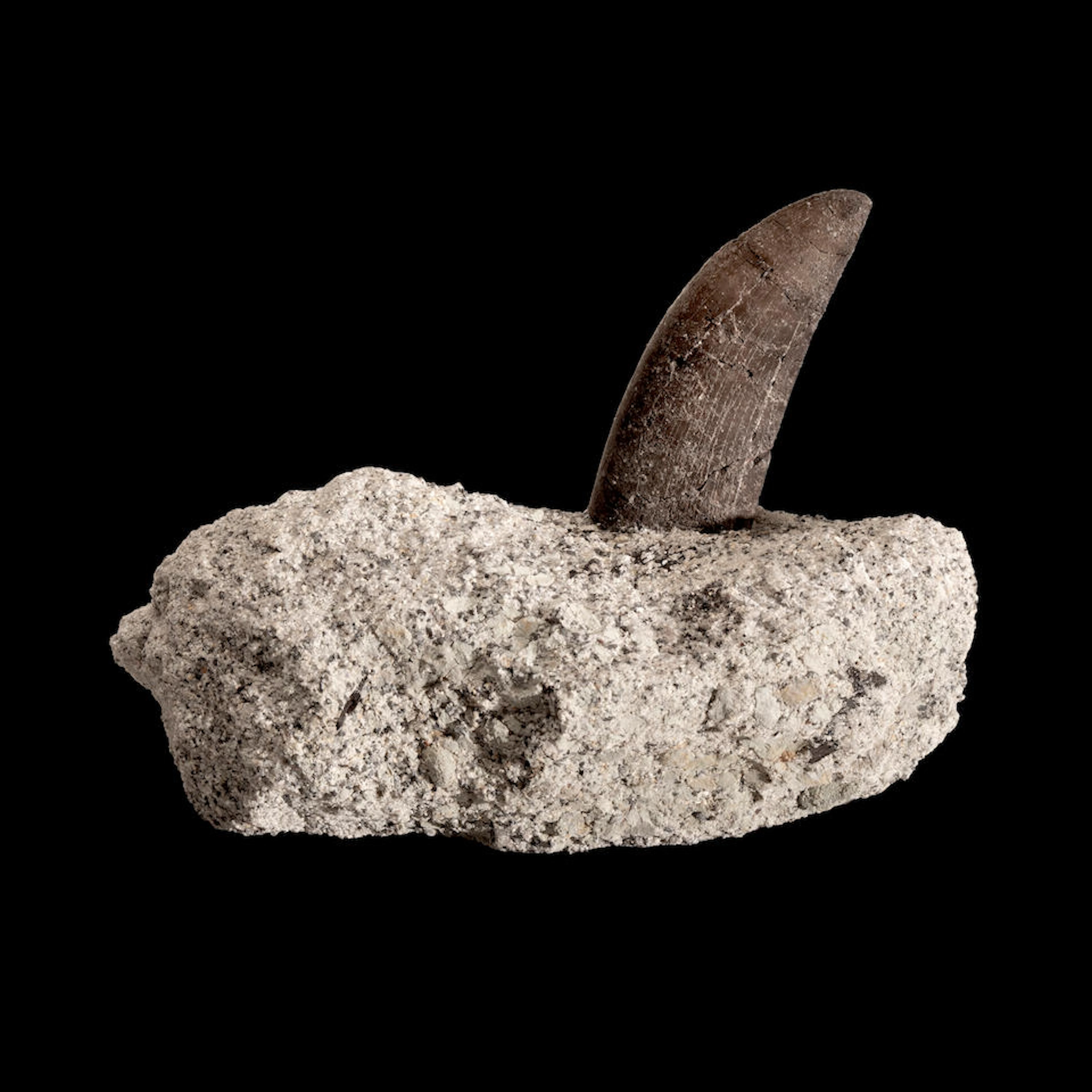 Allosaurus Dinosaur Tooth in Matrix