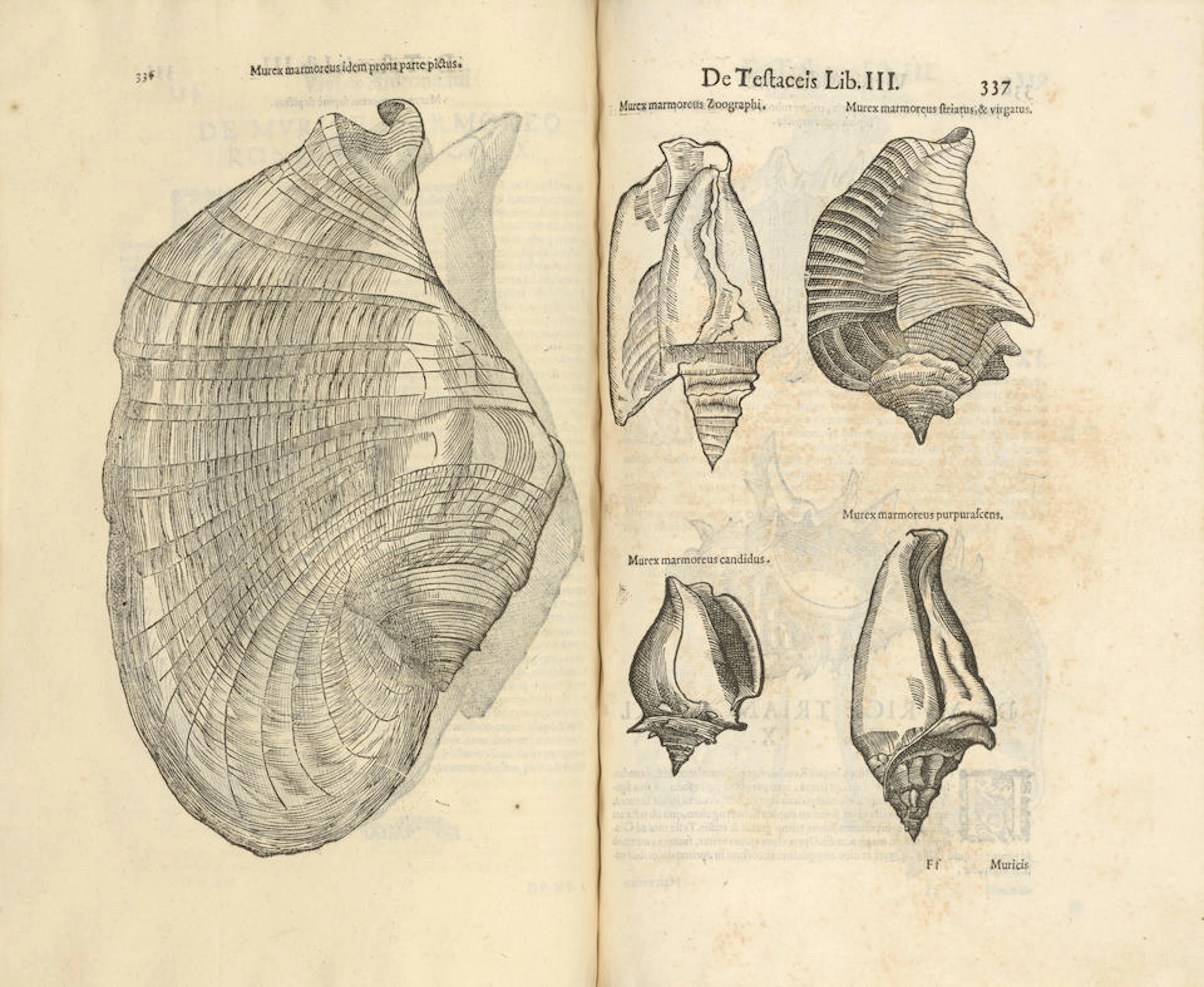 ALDROVANDI