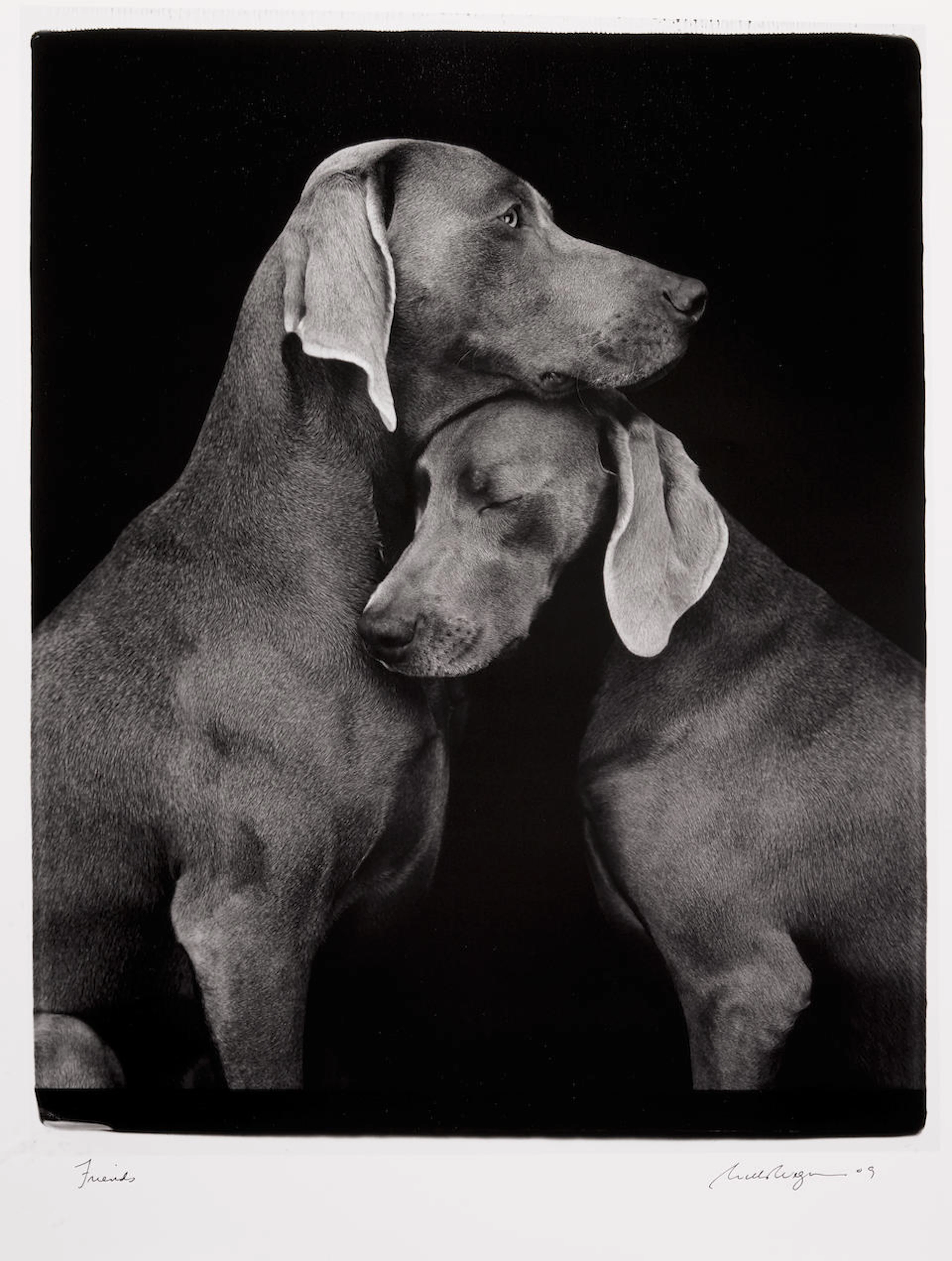 William Wegman (born 1943); Friends;