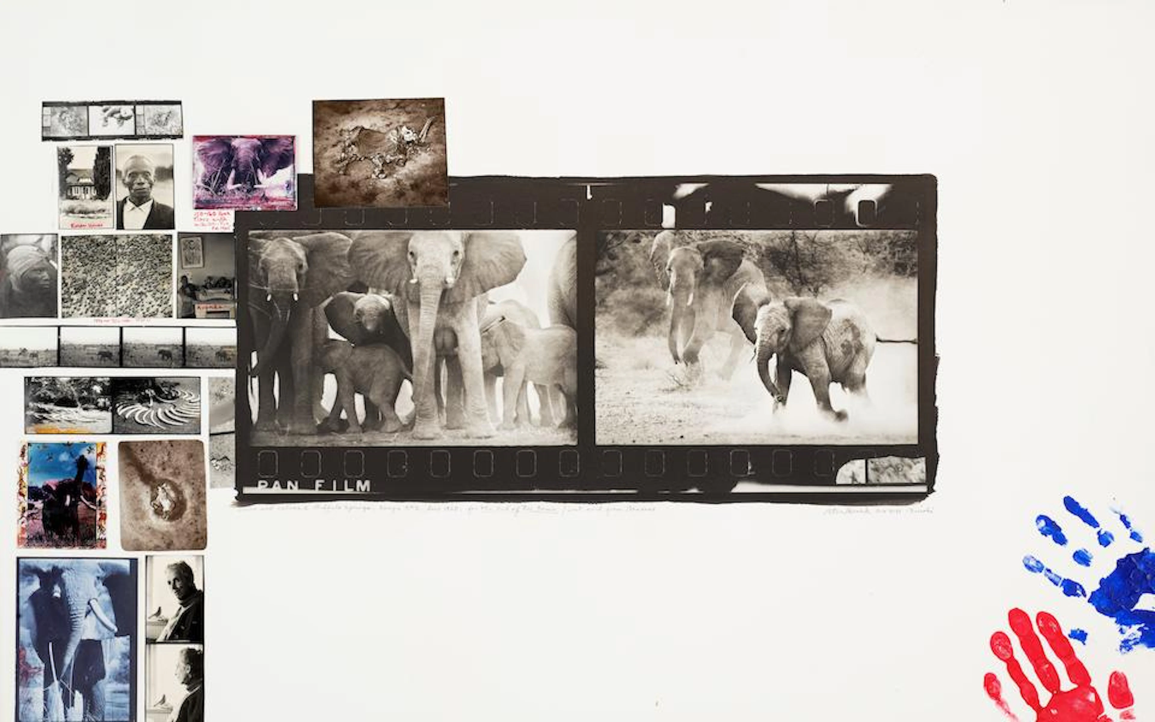 Peter Beard (1938-2020); Cows and Calves at Buffalo Springs