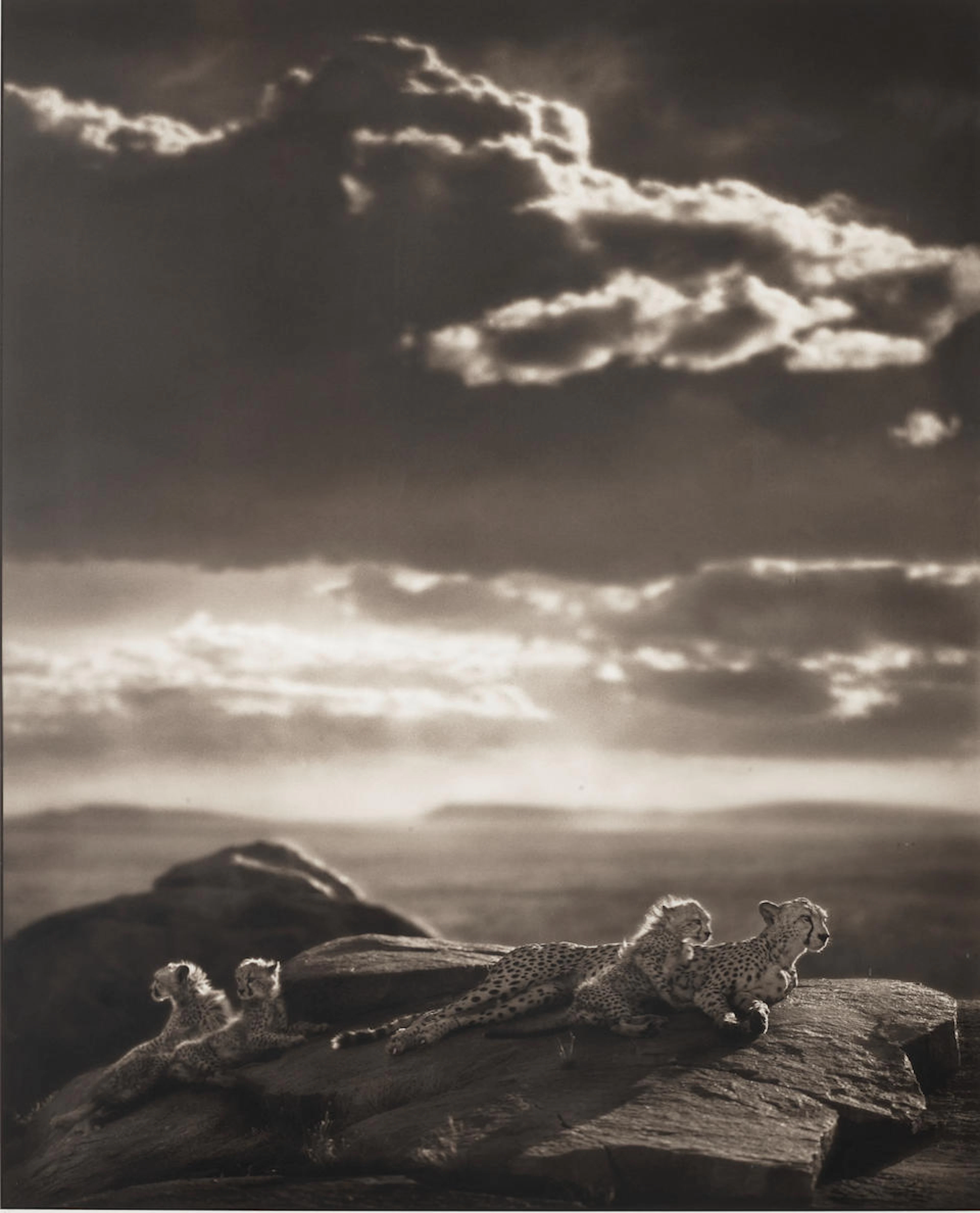 Nick Brandt (born 1966); Cheetah & Cubs Lying on Rock, Serengeti ;