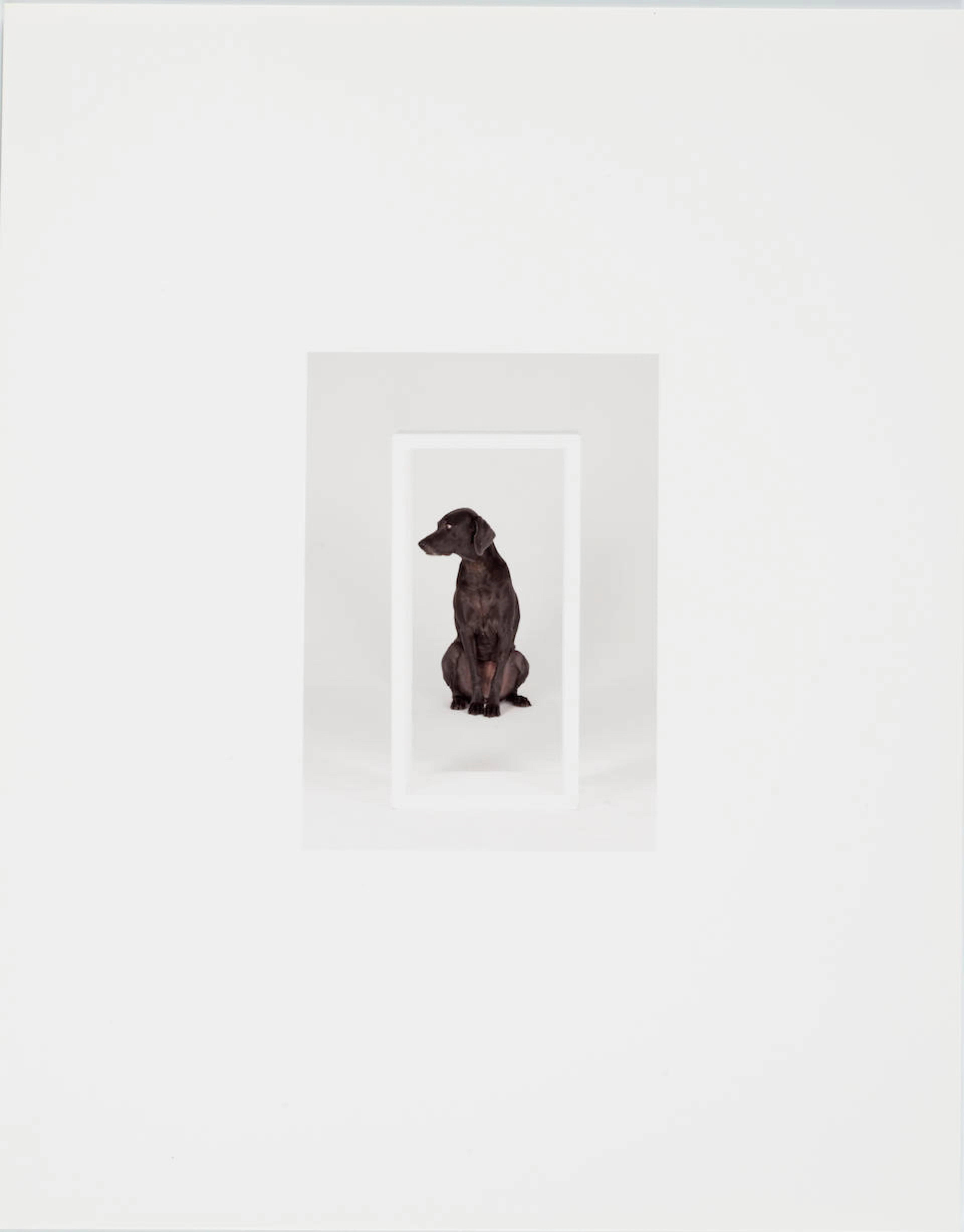 WILLIAM WEGMAN (B. 1943) Up and In 2009