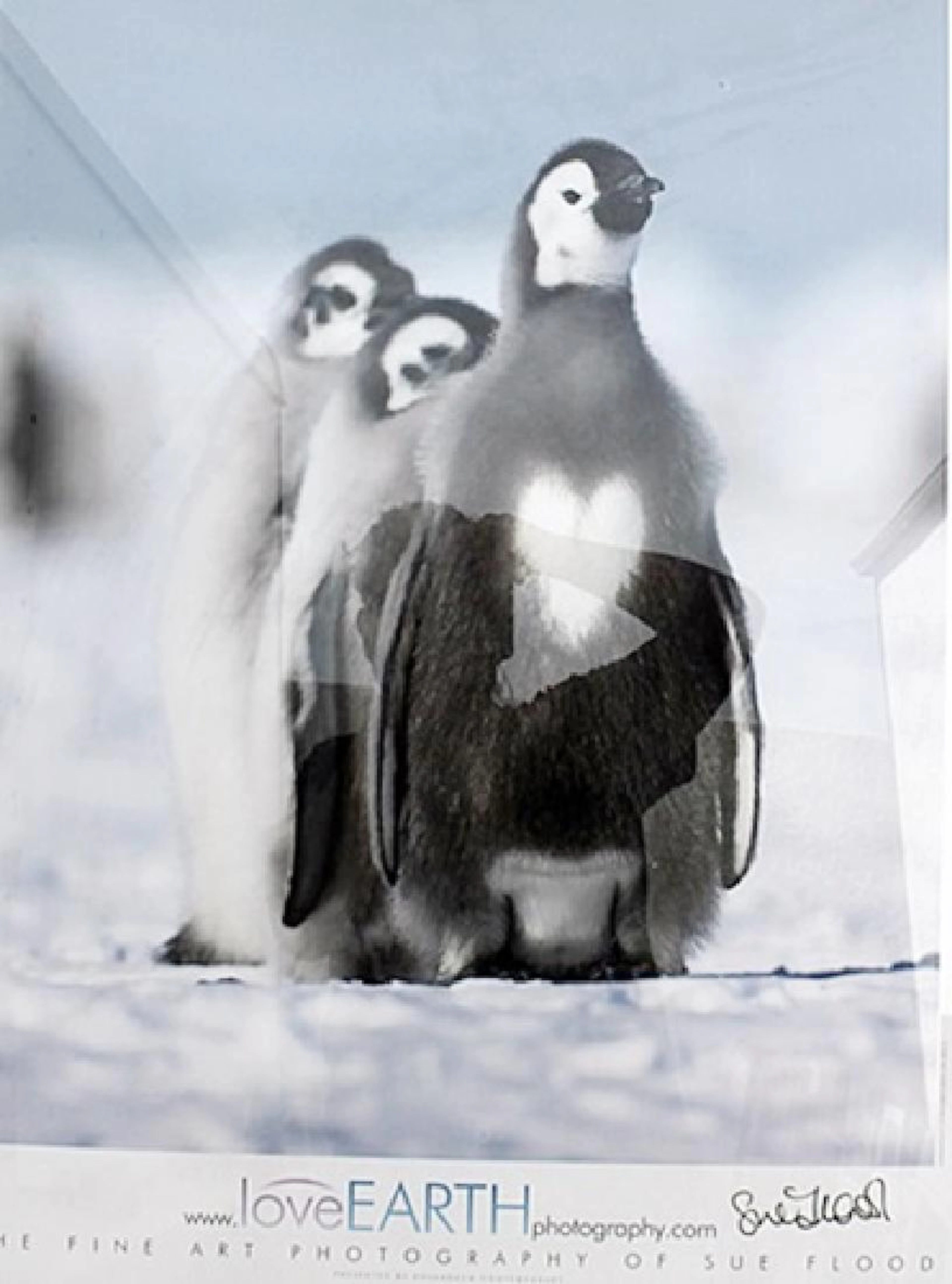 Sue Flood - Photography