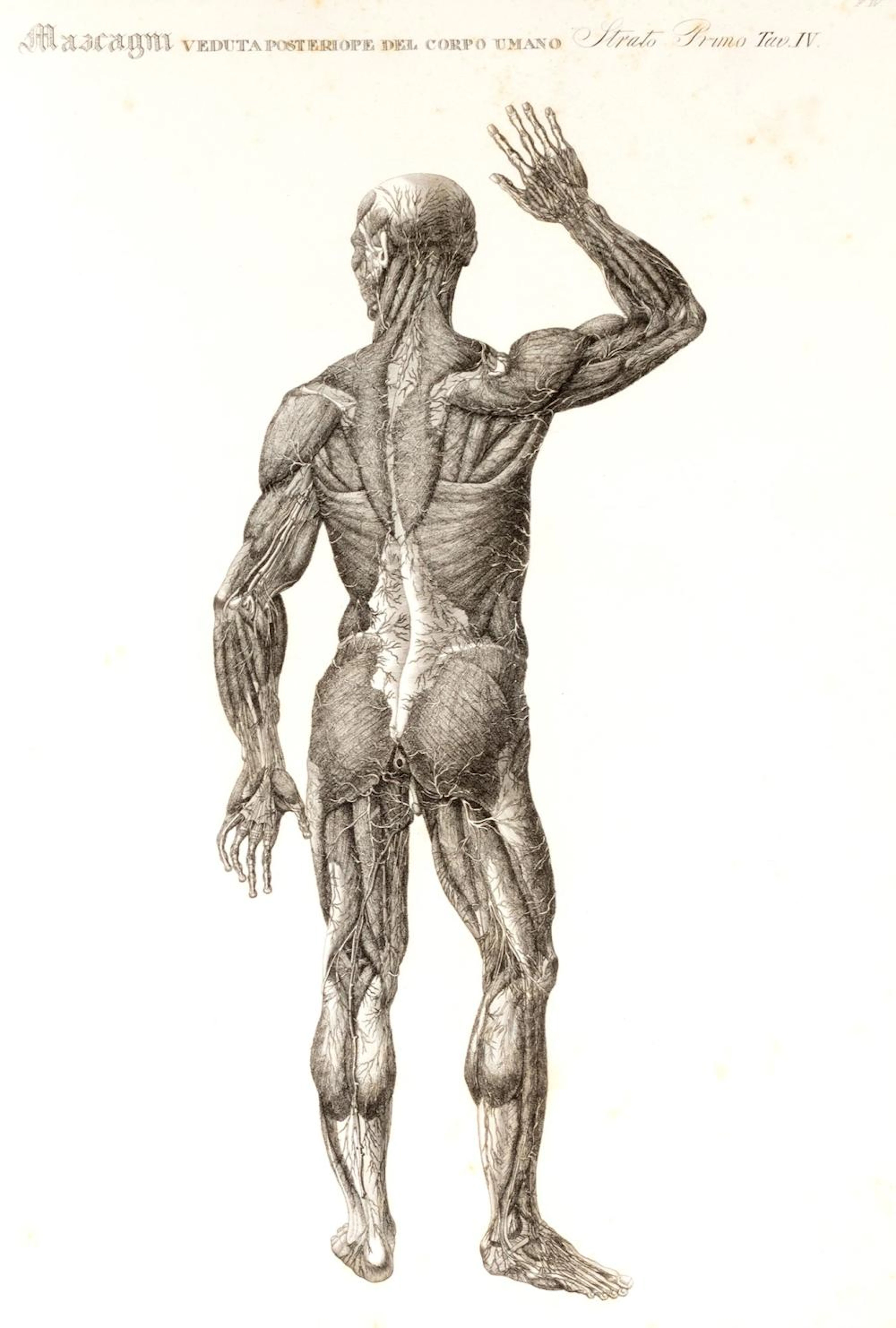 Medicina - Anatomia - Mascagni