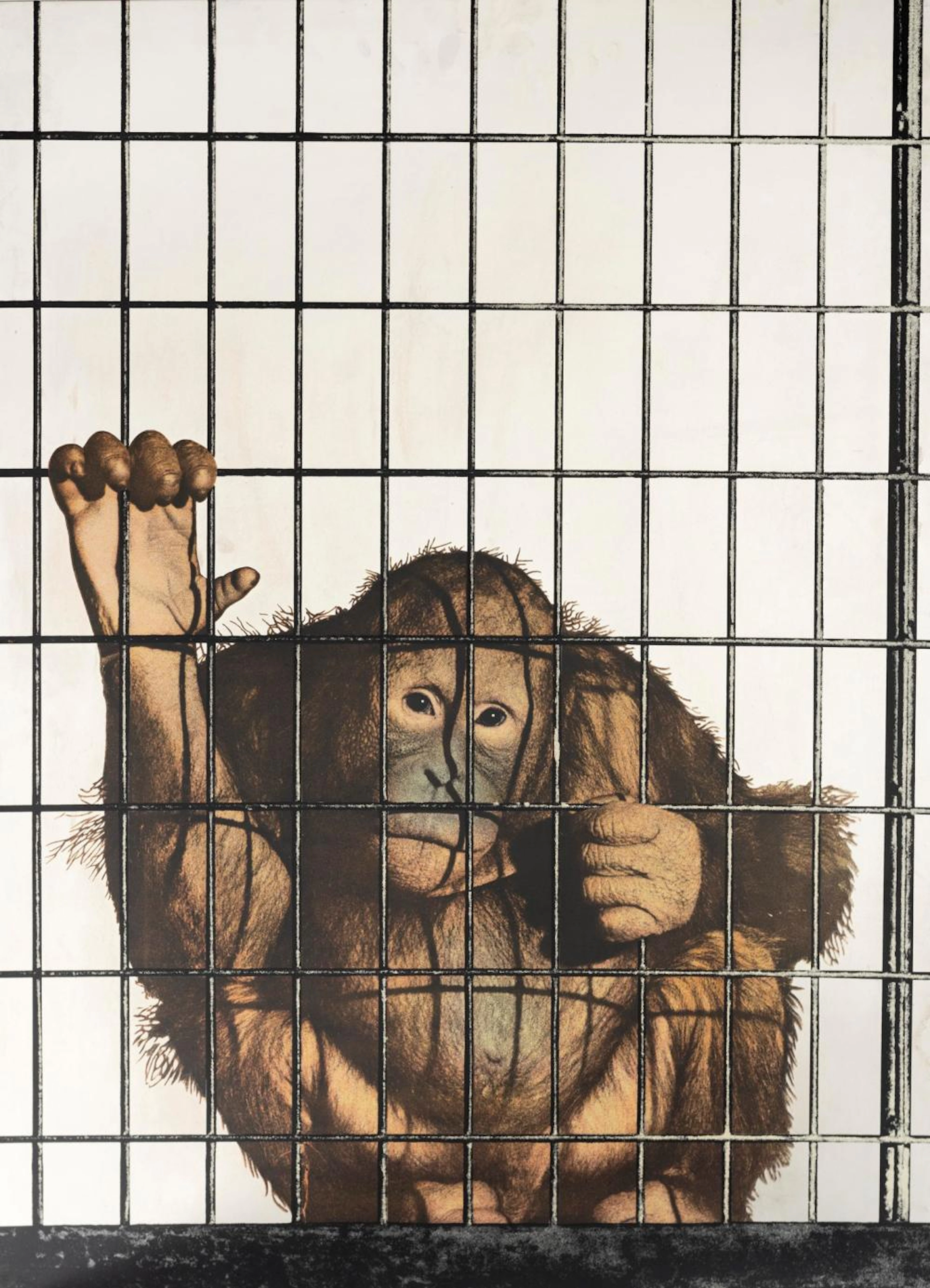 Michelangelo Pistoletto (Biella 1933) - Monkey, 1972