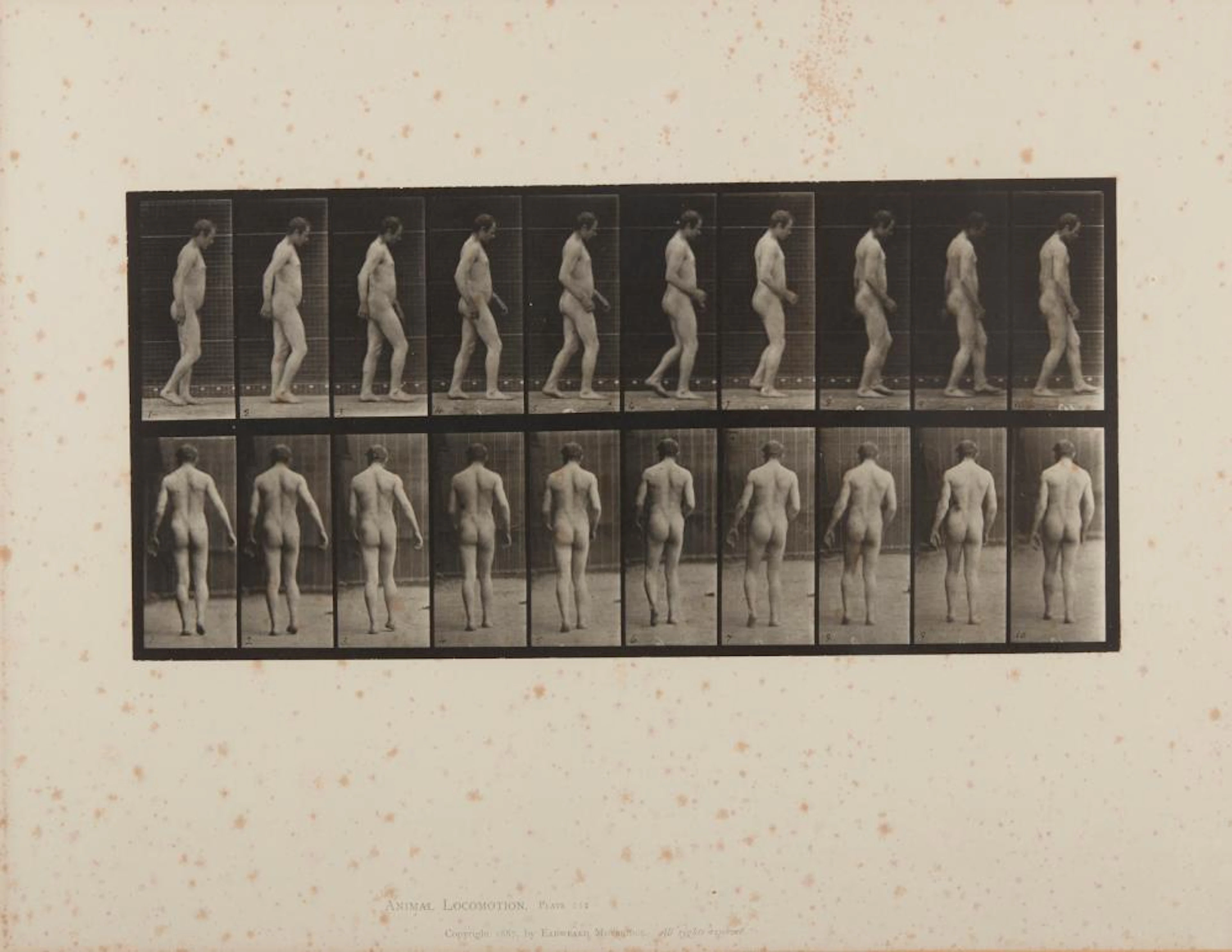 MUYBRIDGE EADWEARD (1830 - 1904) - Animal Locomotion