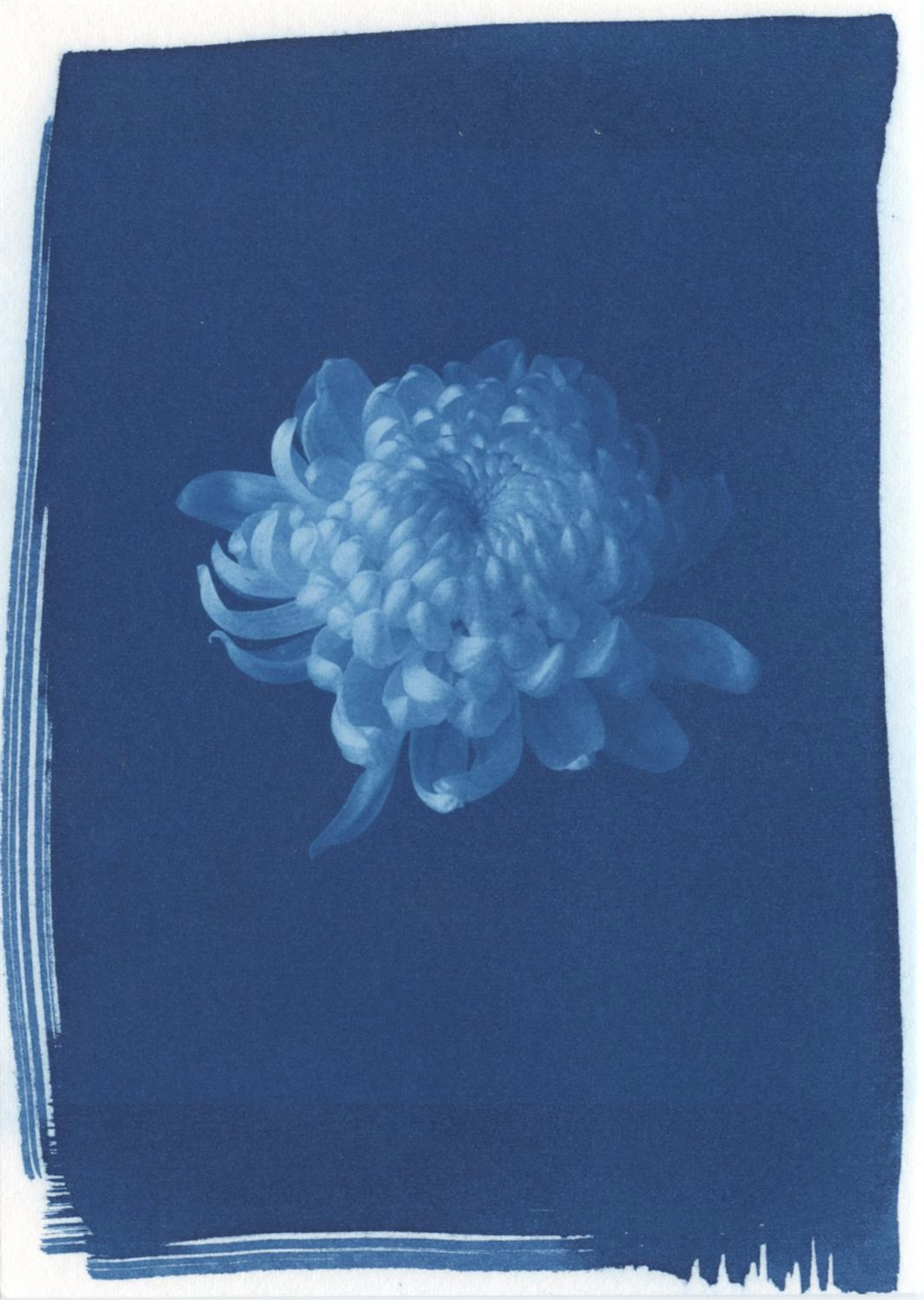 Rosalind Hobley, Chrysanthemum, 2020