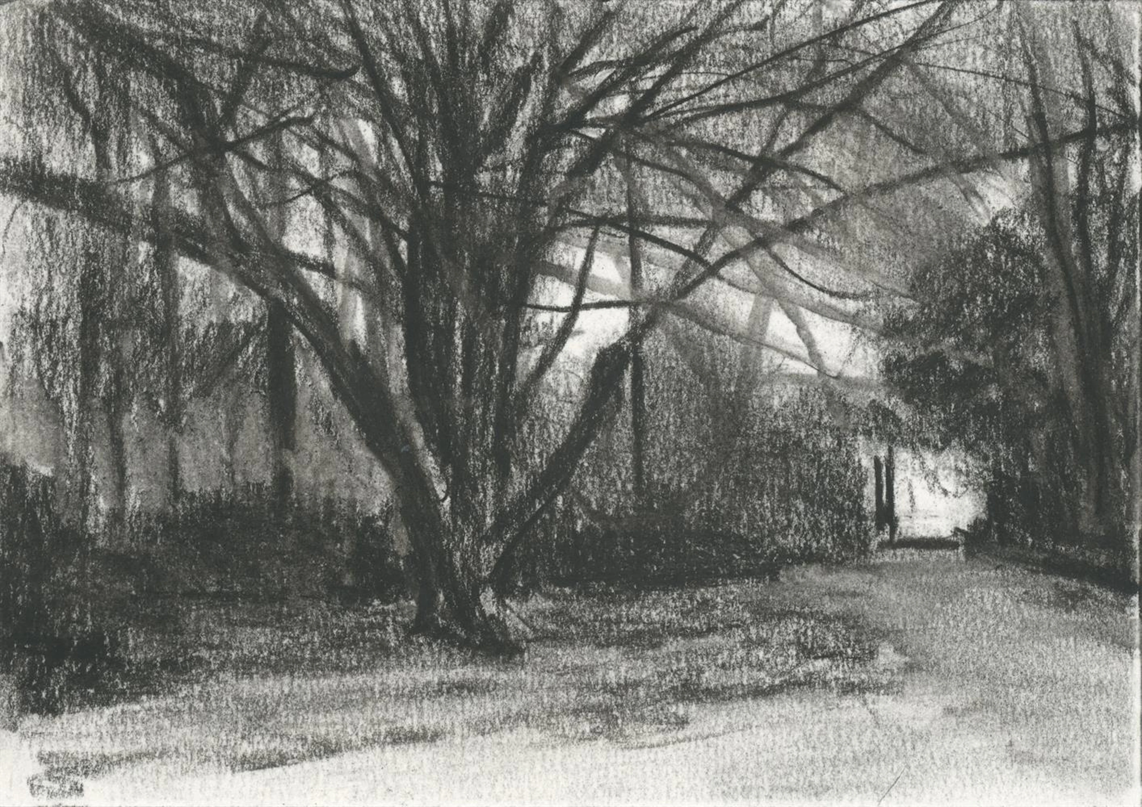 Michael Wann, Hazelwood Tree, 2021